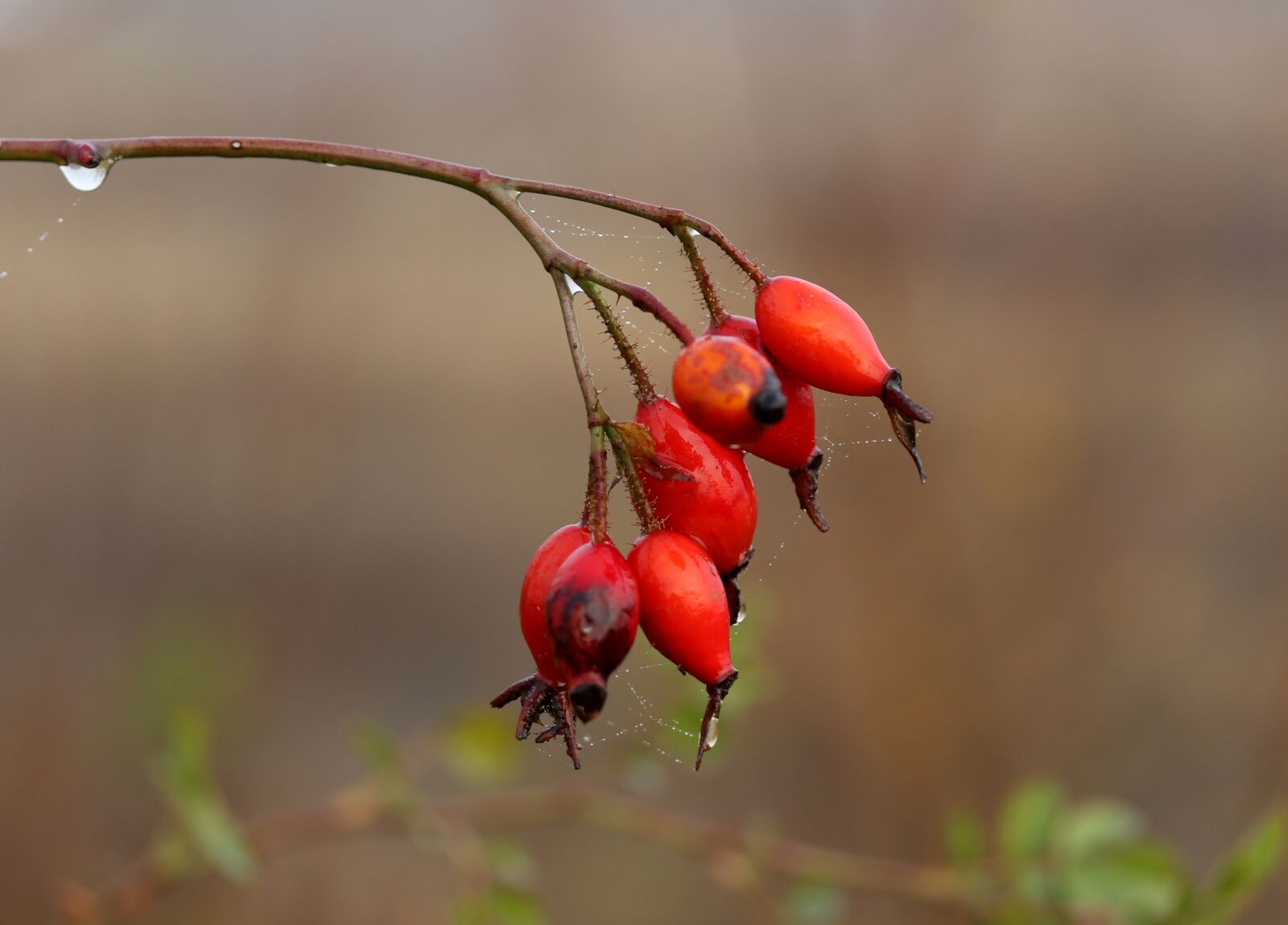 Canon EF-S 60mm F2.8 Macro USM sample photo. Rosehip, red, fruit photography