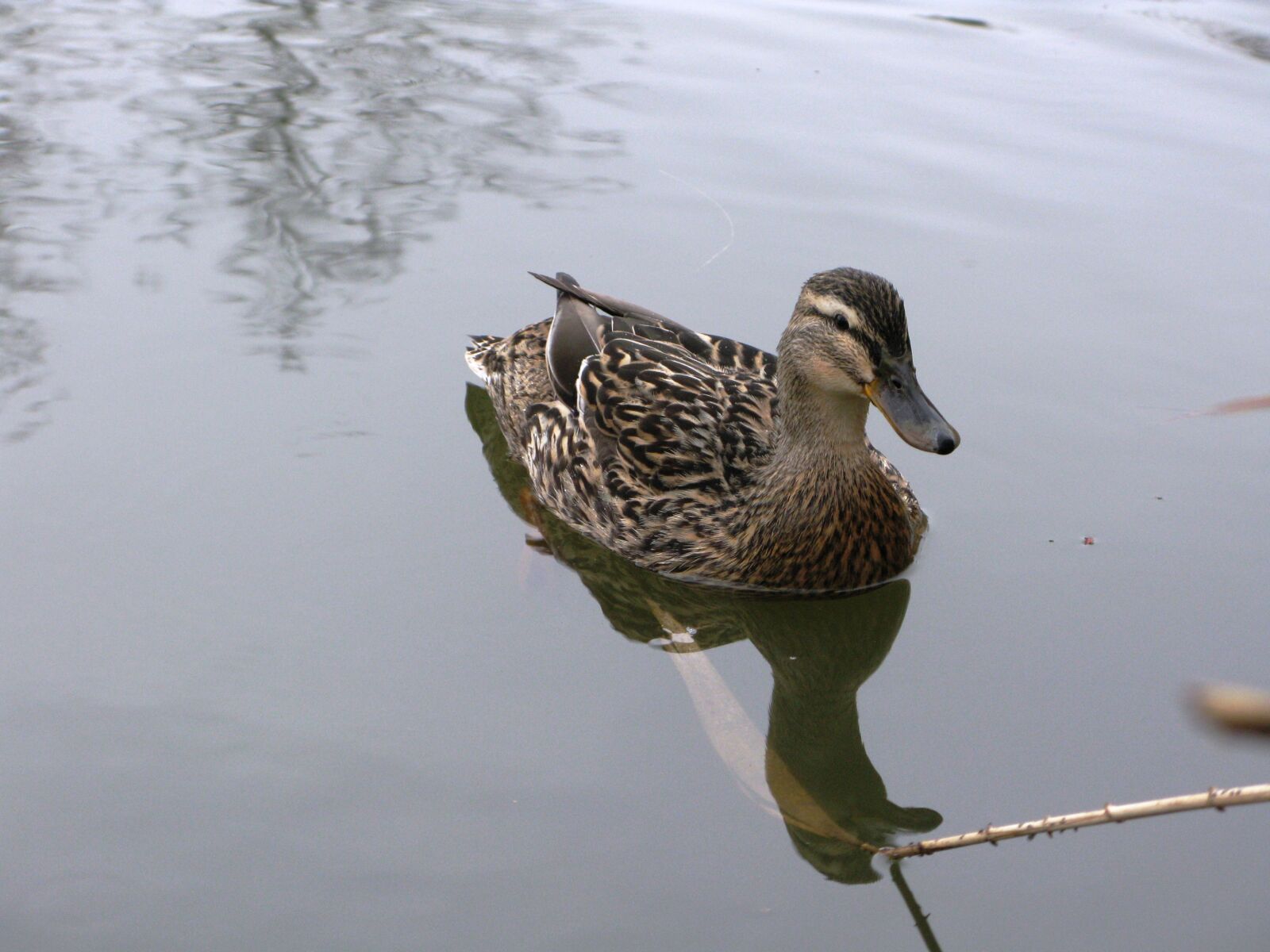 Canon POWERSHOT G9 sample photo. Mallard duck, duck, pond photography