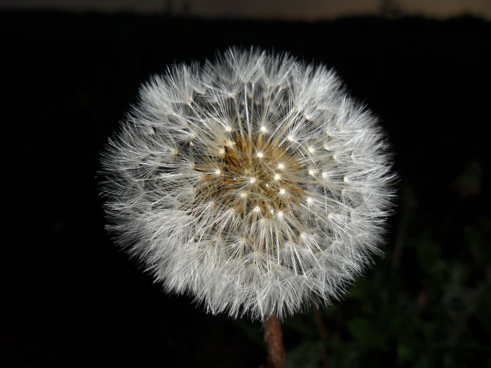 Samsung ES65, ES67 / VLUU ES65, ES67 /  SL50 sample photo. Flower, dandelion, nature photography