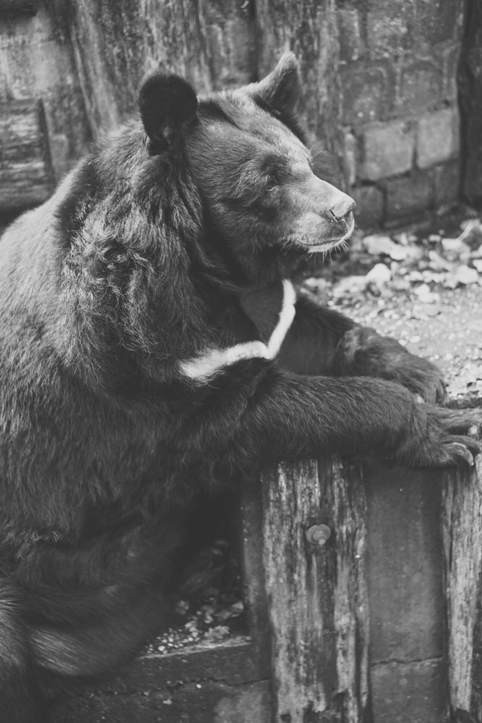E 50mm F1.8 OSS sample photo. Bear, captivity, black and photography
