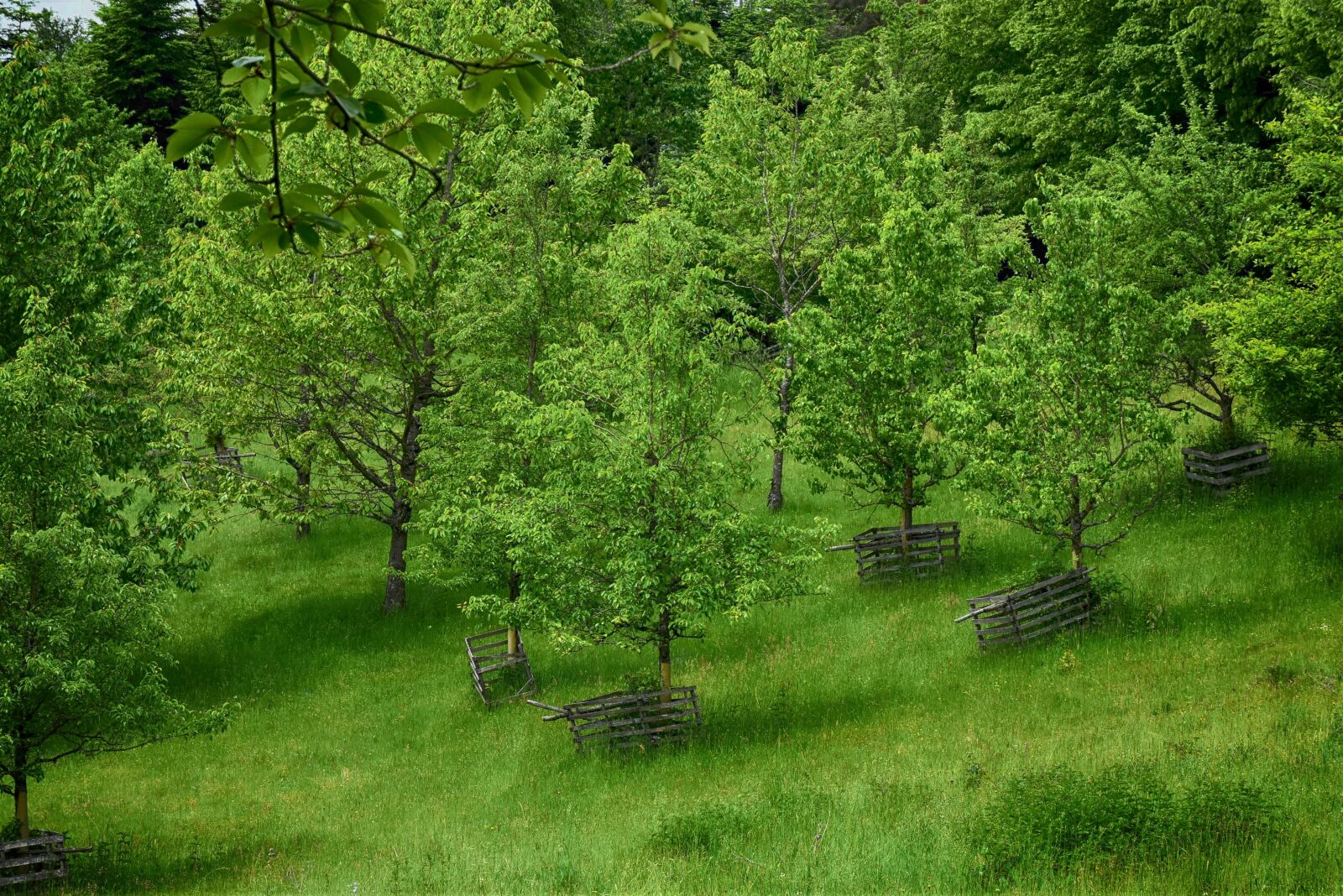 Nikon D7200 sample photo. Trees, nature, forest photography