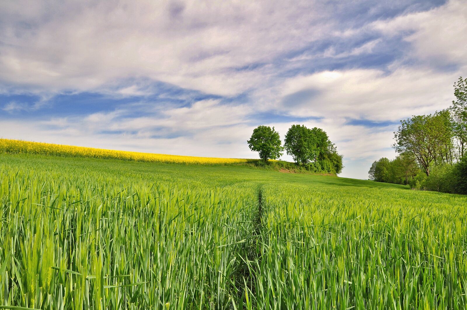 Nikon D90 sample photo. Nature, landscape, field photography