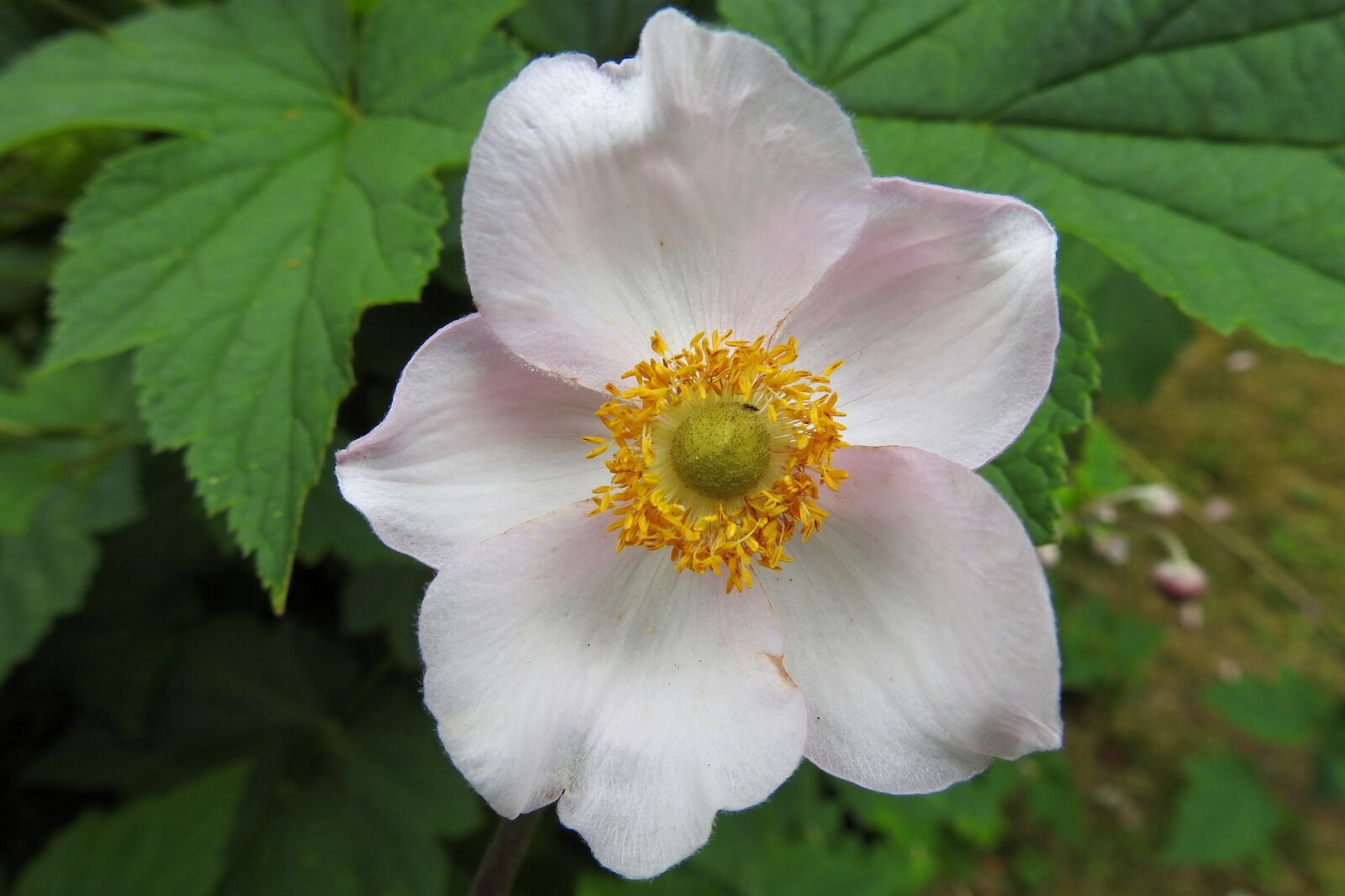 Nikon Coolpix P900 sample photo. Fall anemone, blossom, bloom photography