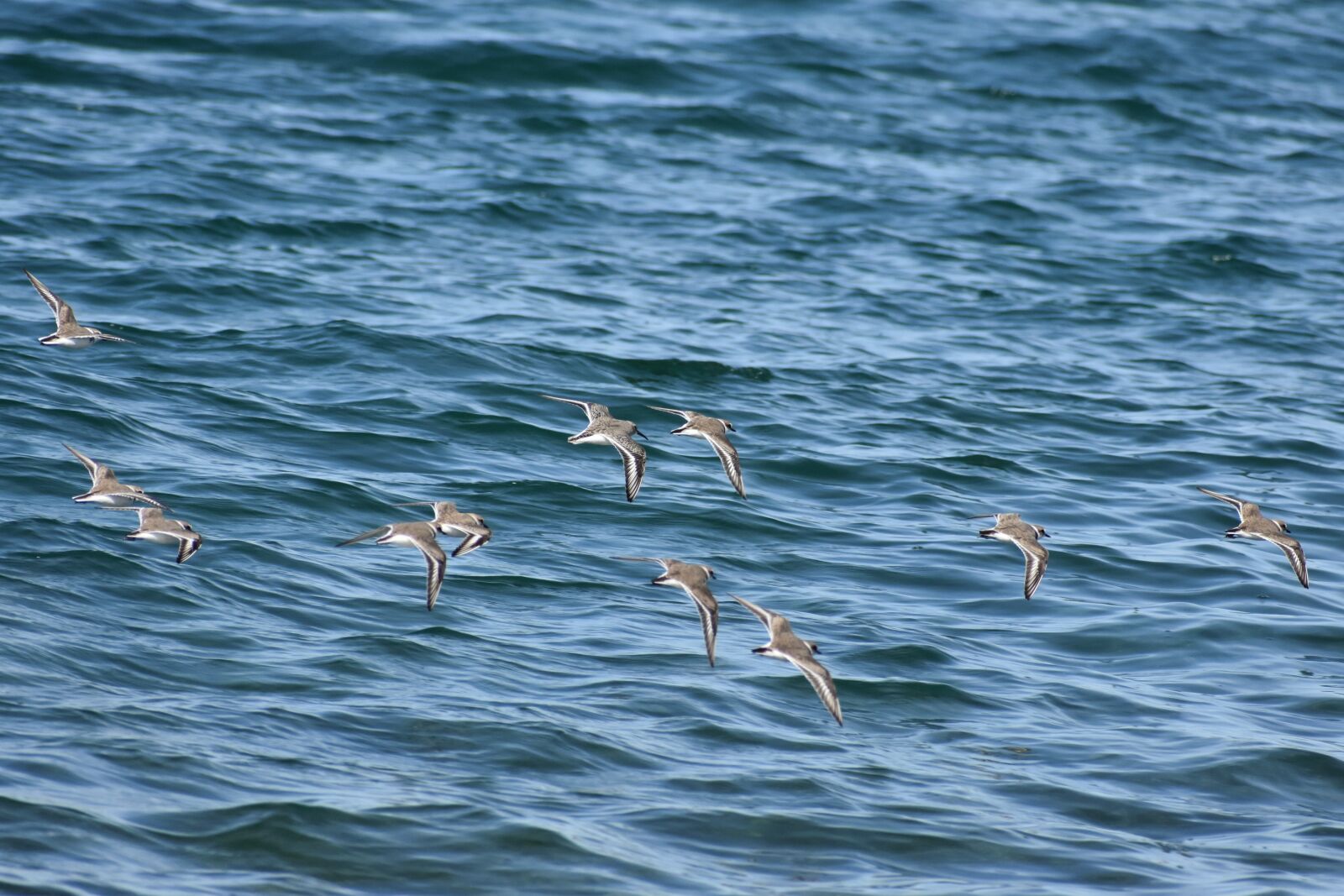 Nikon D7200 sample photo. Animal, sea, bird photography