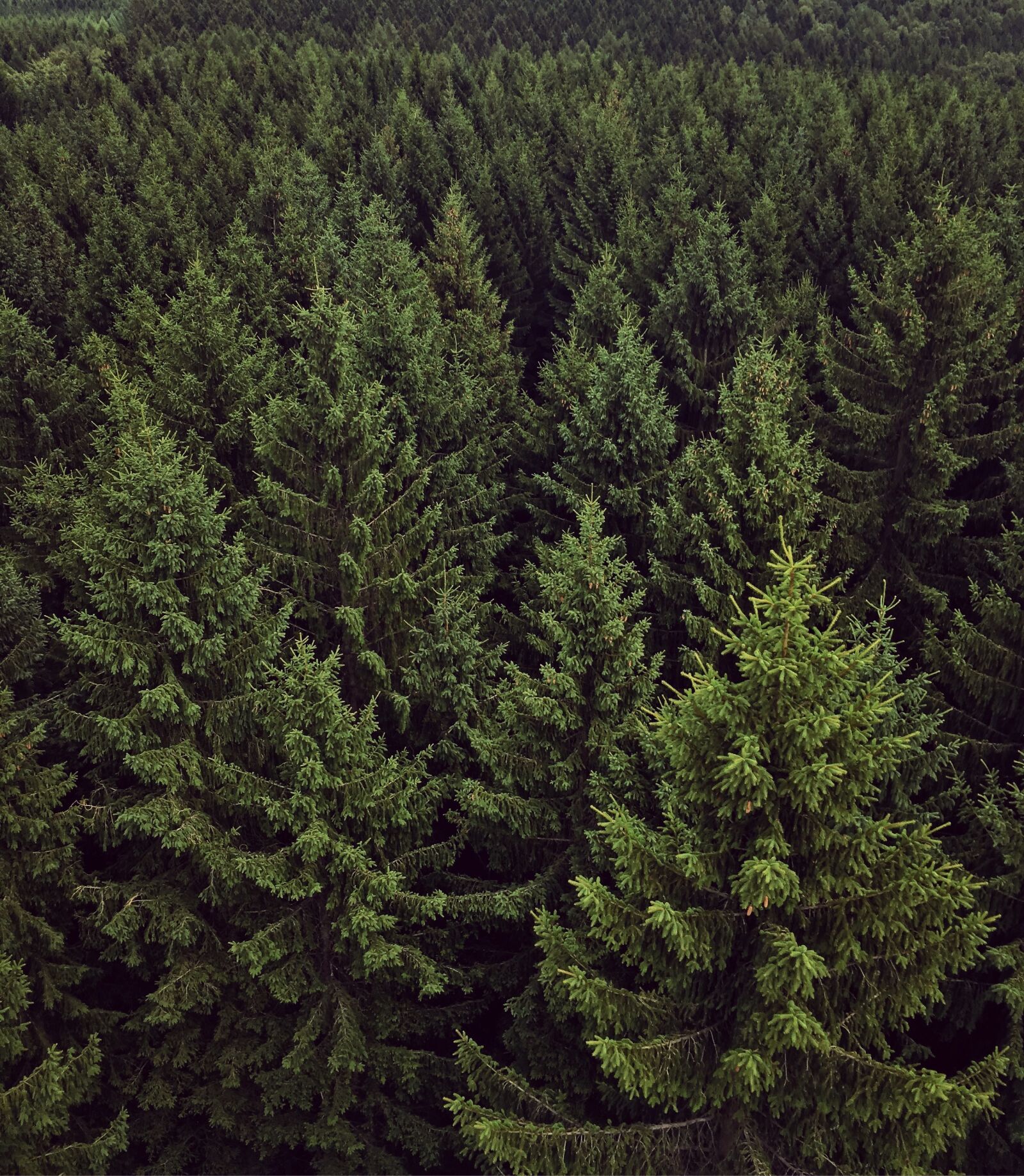 Apple iPhone 6s sample photo. Forest, chemnitz, green photography