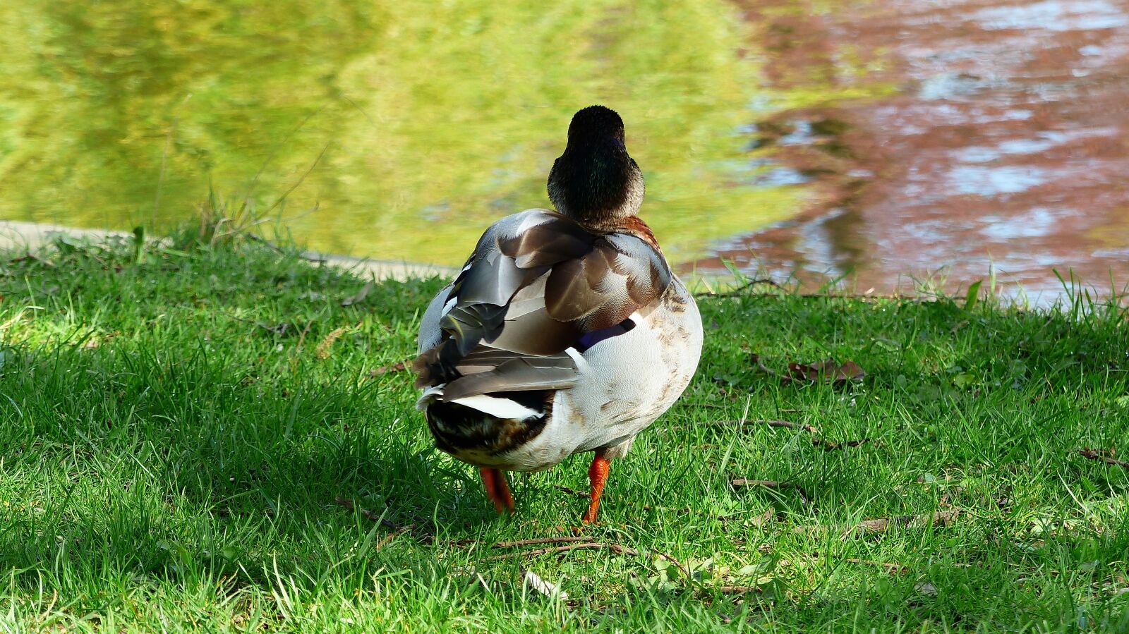 Panasonic Lumix DMC-FZ200 sample photo. Lawn, nature, duck photography