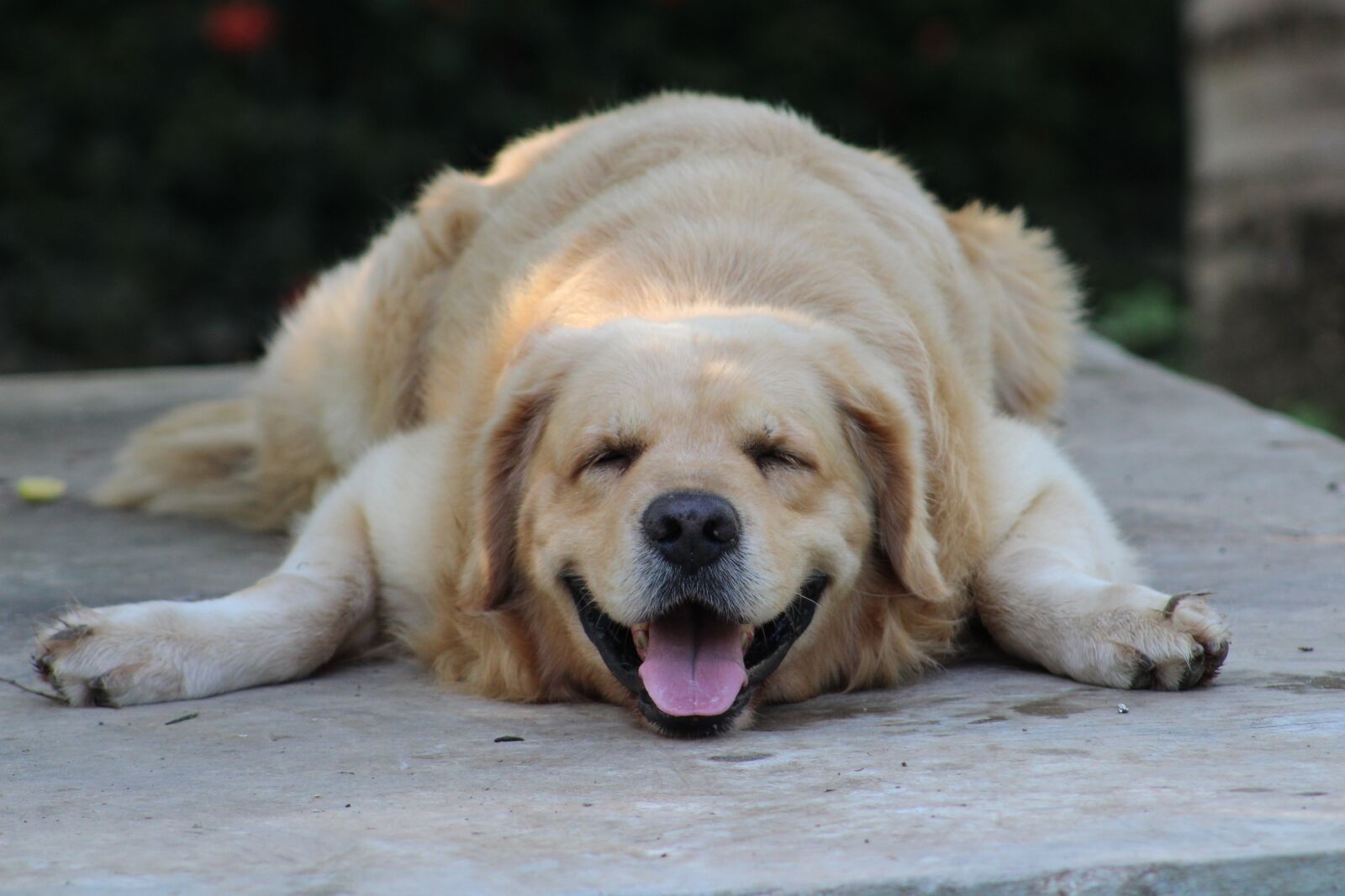 Canon EOS 1300D (EOS Rebel T6 / EOS Kiss X80) sample photo. Puppy, rest, tired photography