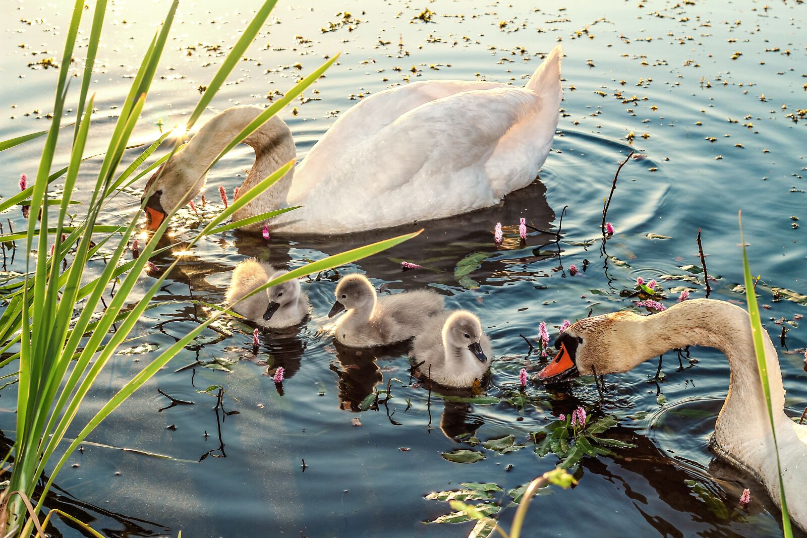 Canon EOS 600D (Rebel EOS T3i / EOS Kiss X5) sample photo. Swan, swan babies, baby photography