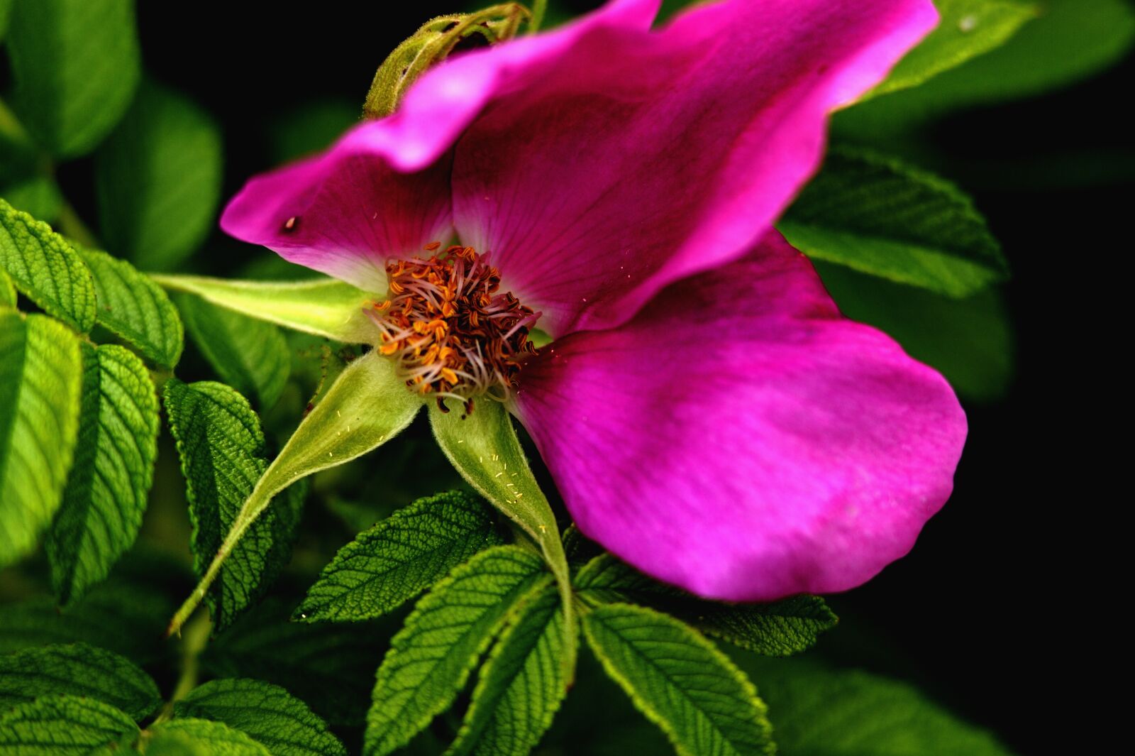 Nikon D3S sample photo. Petals, pink flower, tea photography