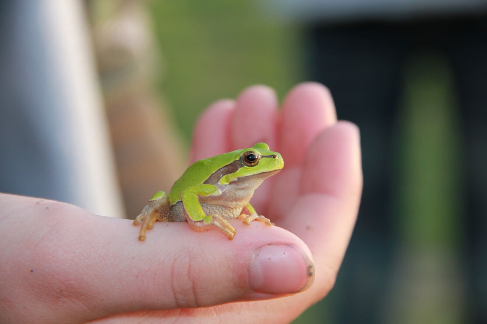 Canon EOS 550D (EOS Rebel T2i / EOS Kiss X4) sample photo. Frog, nature, hand photography