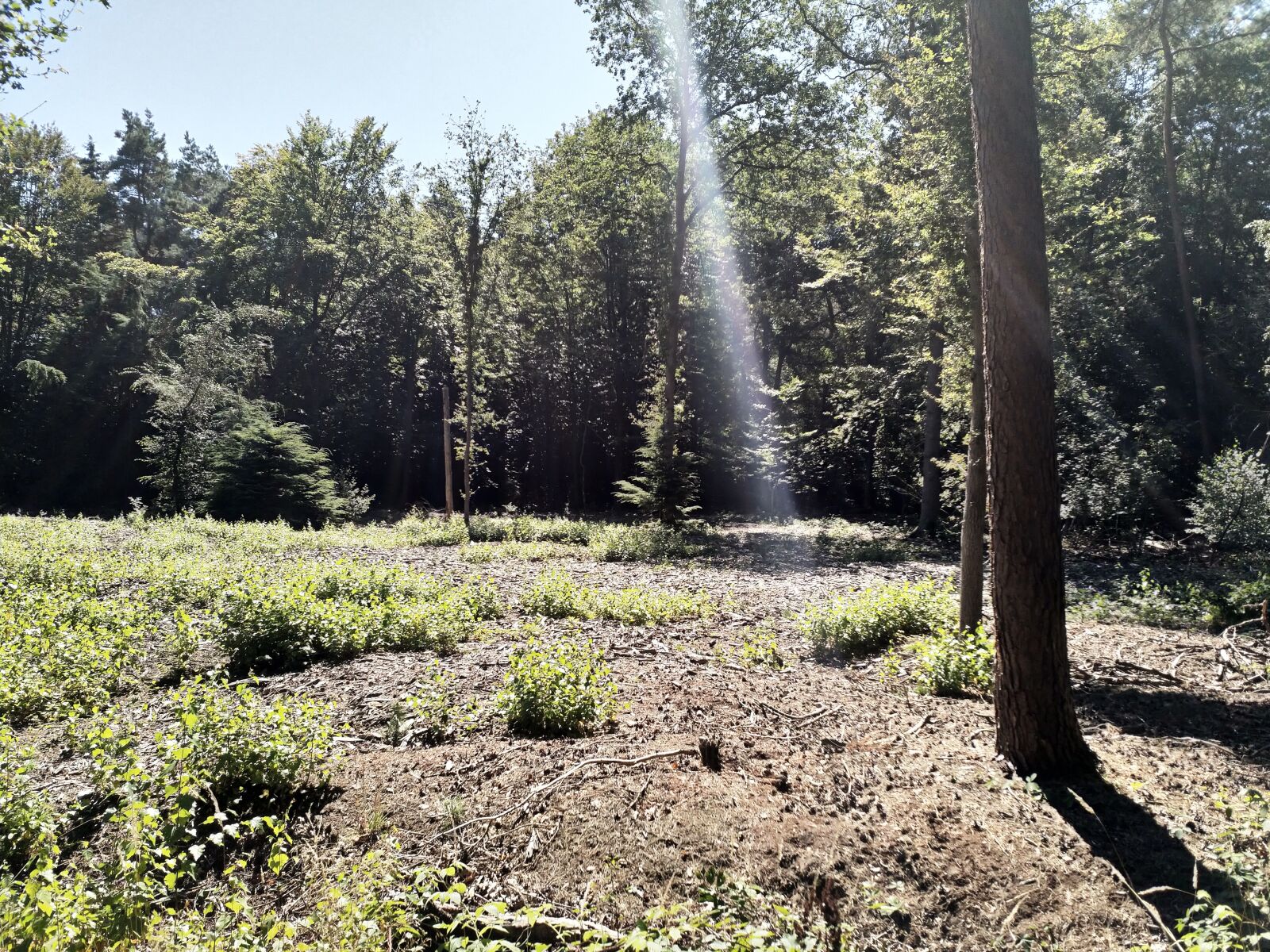 HMD Global Nokia 8 sample photo. Netherlands, nature, forest photography