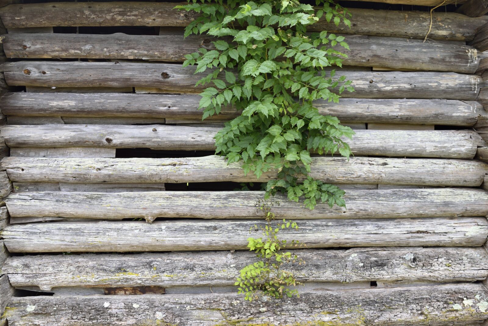 Nikon D3300 sample photo. Old wooden wall, exterior photography