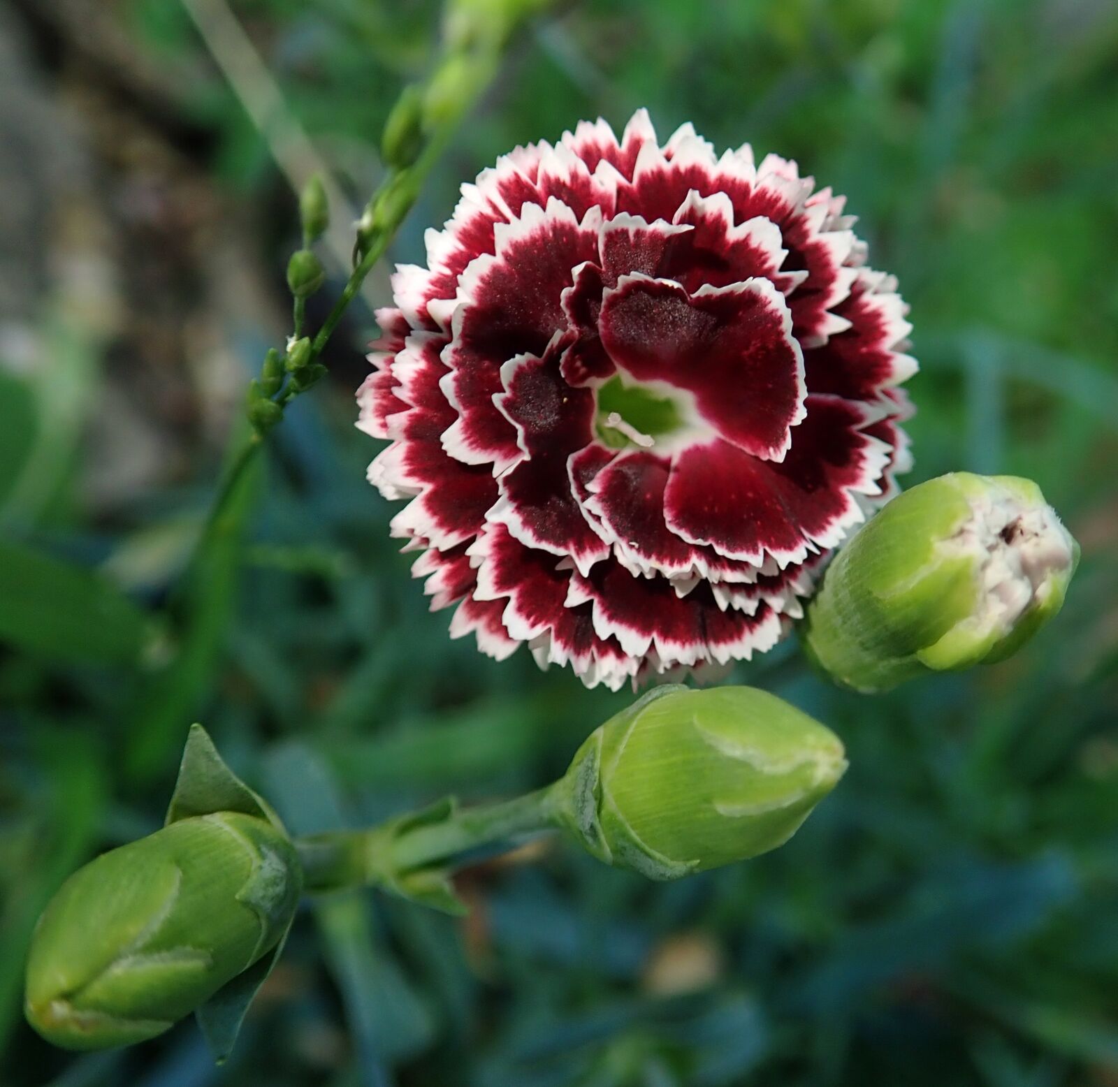 Olympus TG-5 sample photo. Flower, carnation, fragrant photography