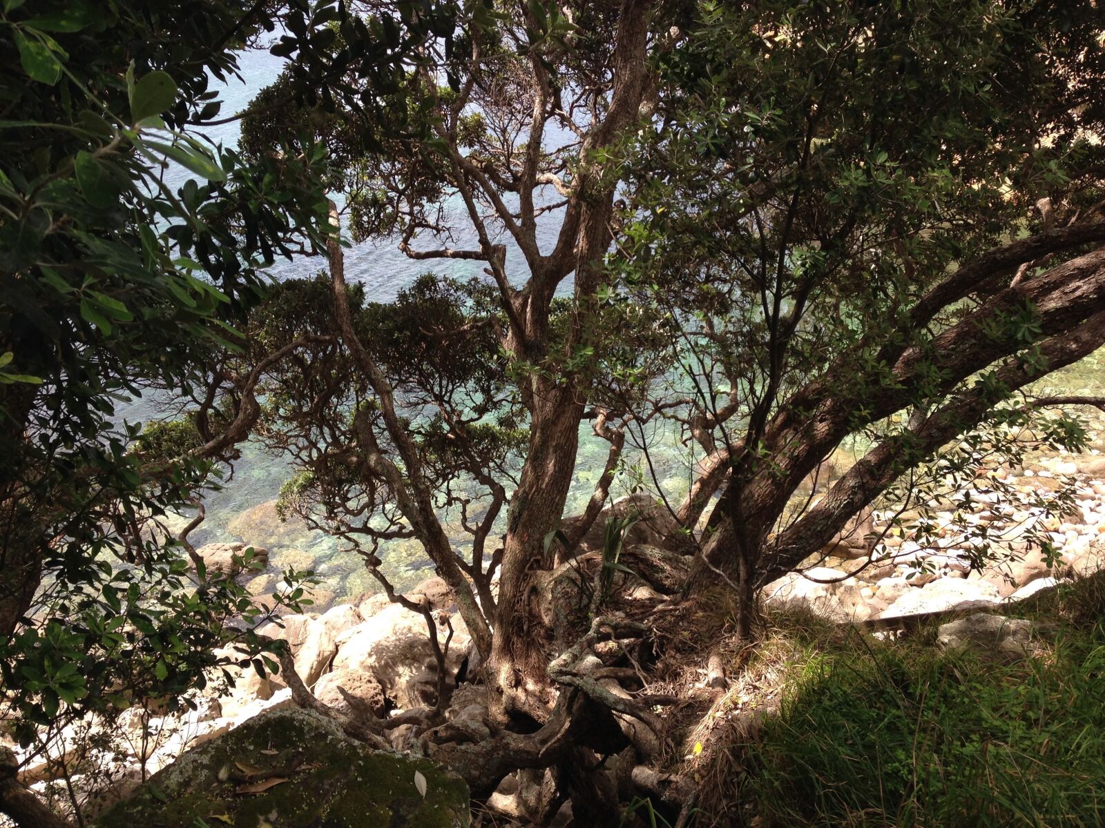 iPhone 5 back camera 4.12mm f/2.4 sample photo. Tree, beach, sea photography