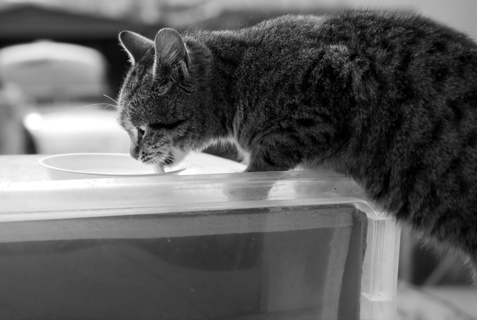 Nikon D5300 sample photo. Cat, pet, feline photography