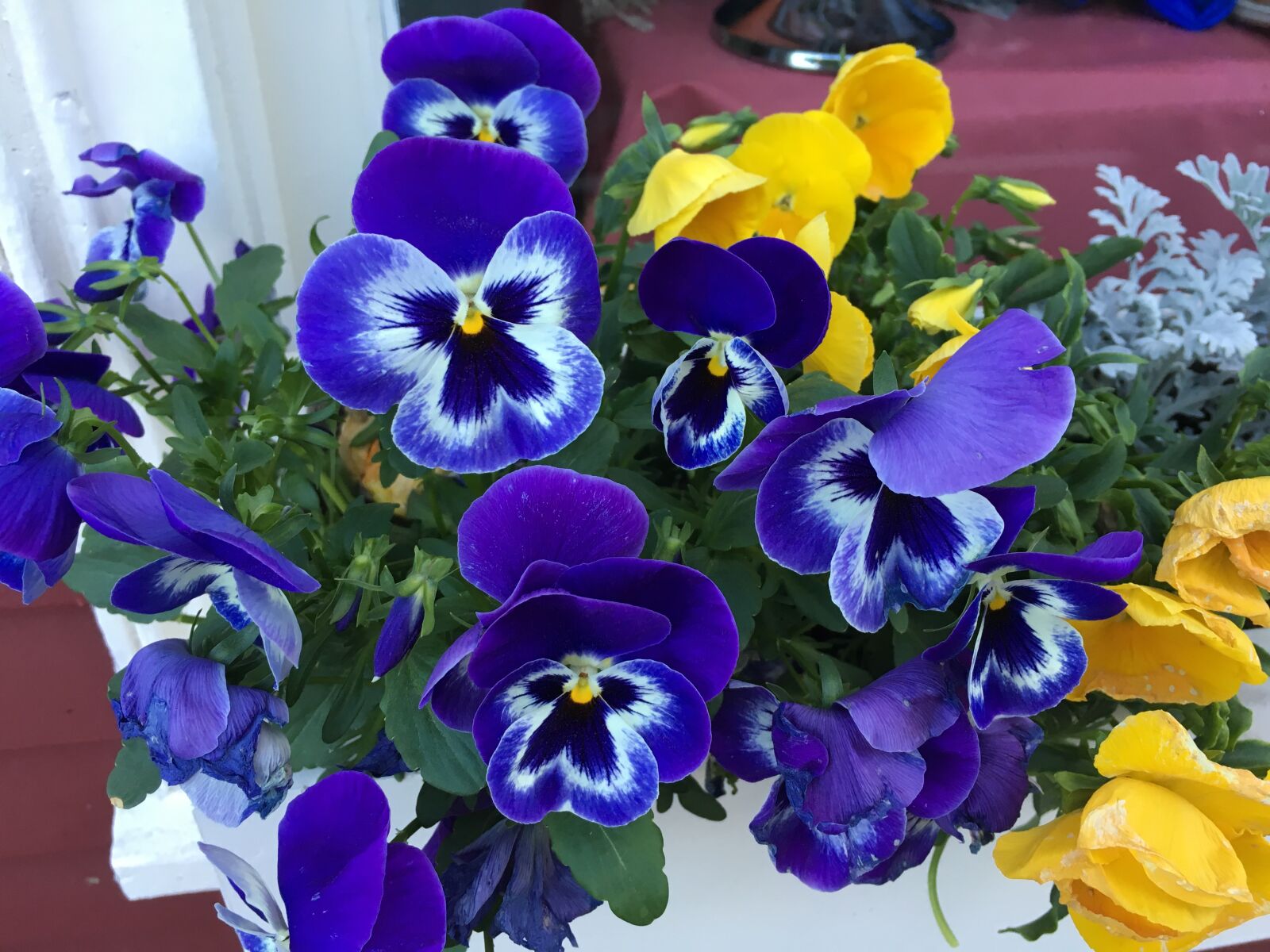 Apple iPhone 6s sample photo. Pansies, flowers, summer photography