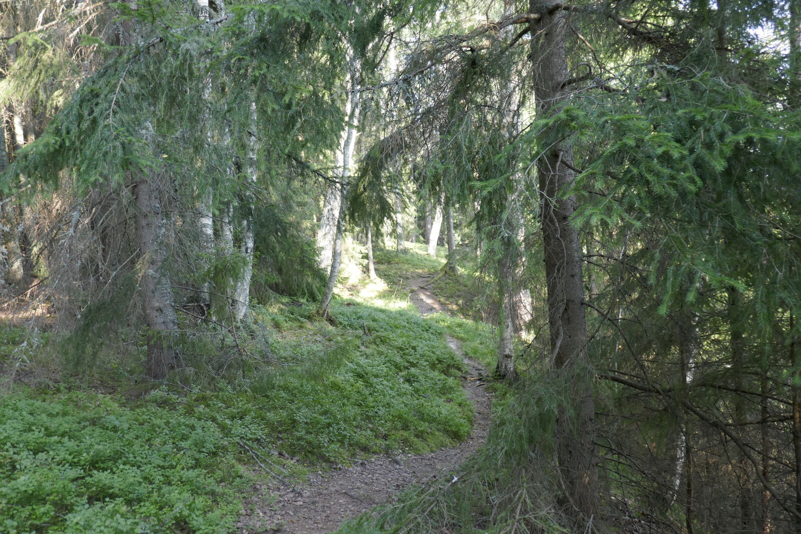 Panasonic Lumix DMC-ZS100 (Lumix DMC-TZ100) sample photo. Evergreen, forest, trail photography