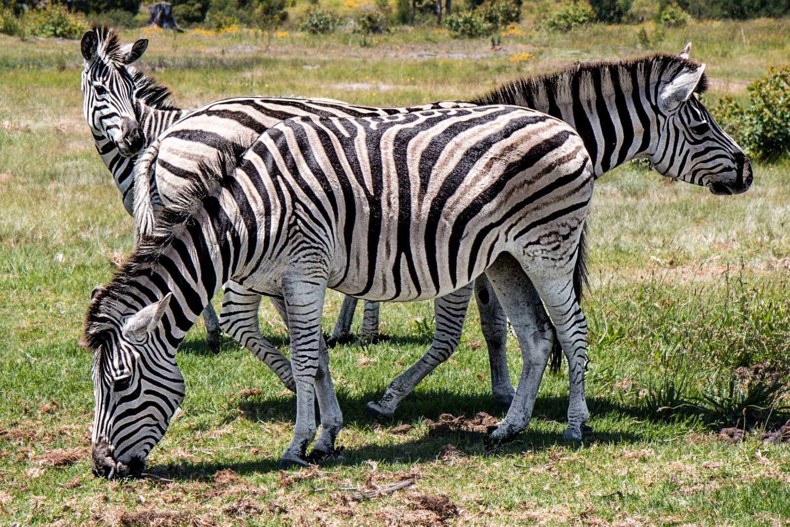 Canon EOS 70D sample photo. Zebra, wildlife, animal photography