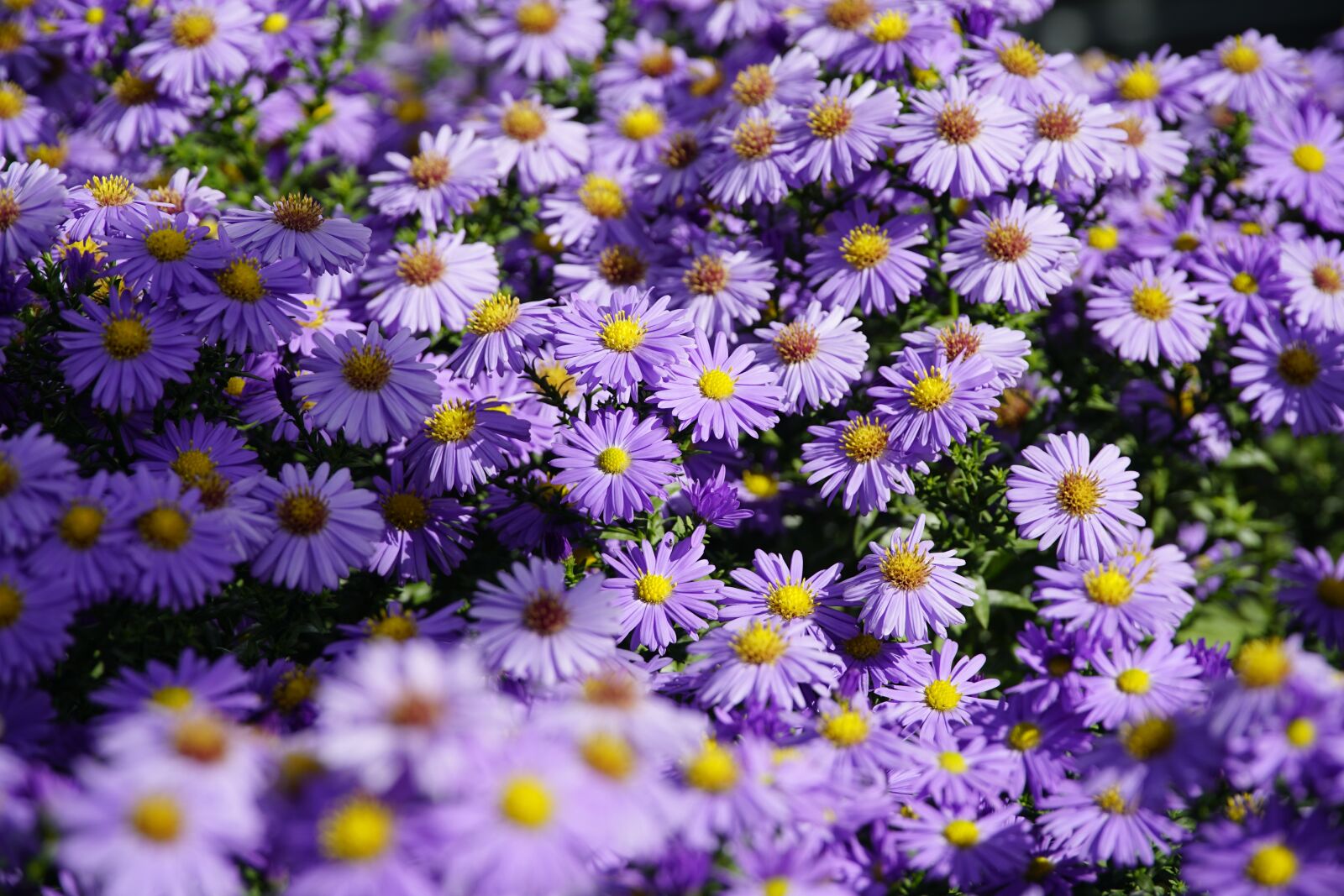 Sony a7R II + Sony E PZ 18-105mm F4 G OSS sample photo. Garden, flowers, asters photography