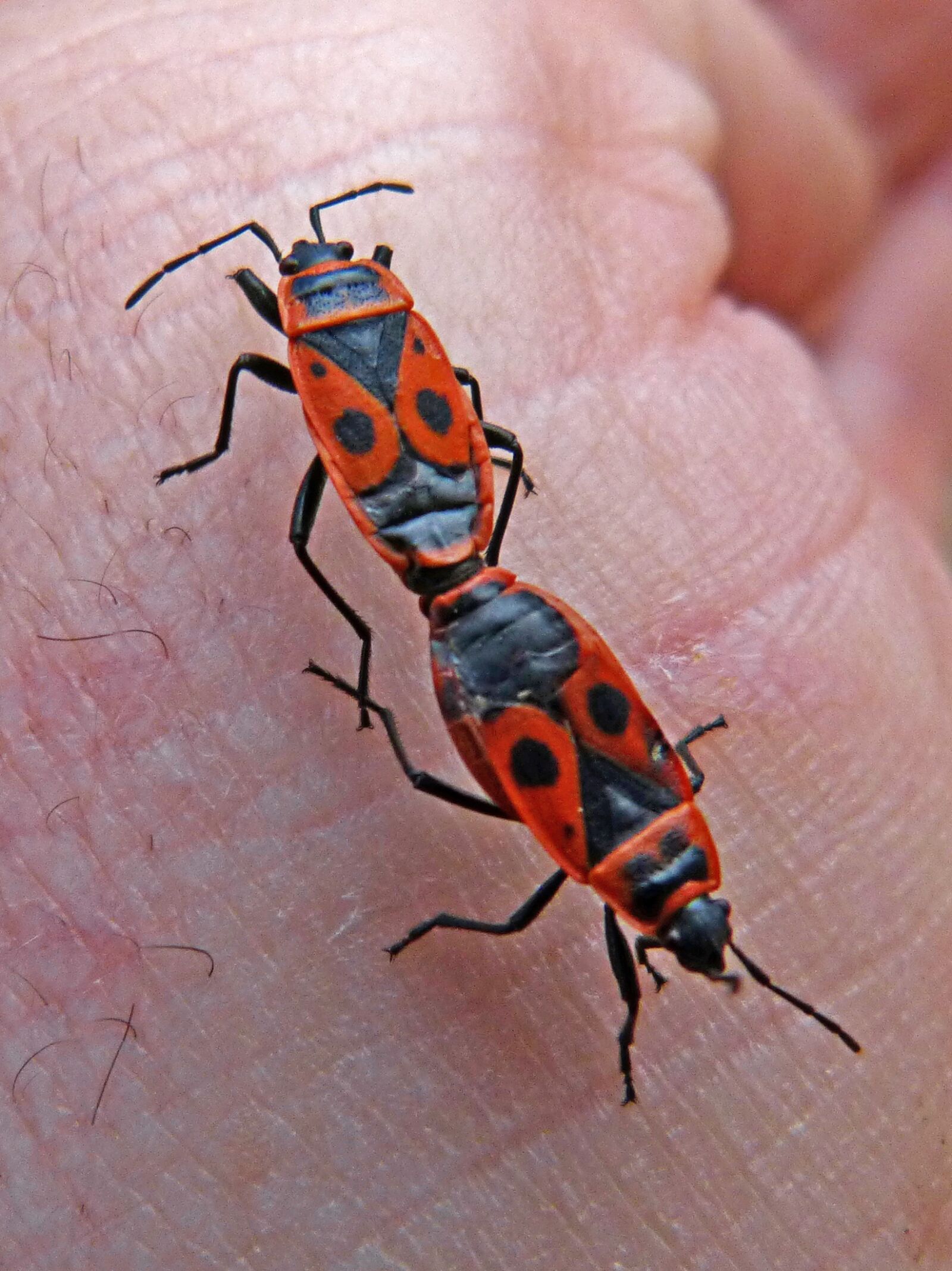 Panasonic DMC-FZ62 sample photo. Insect, coleoptera, reproduction photography