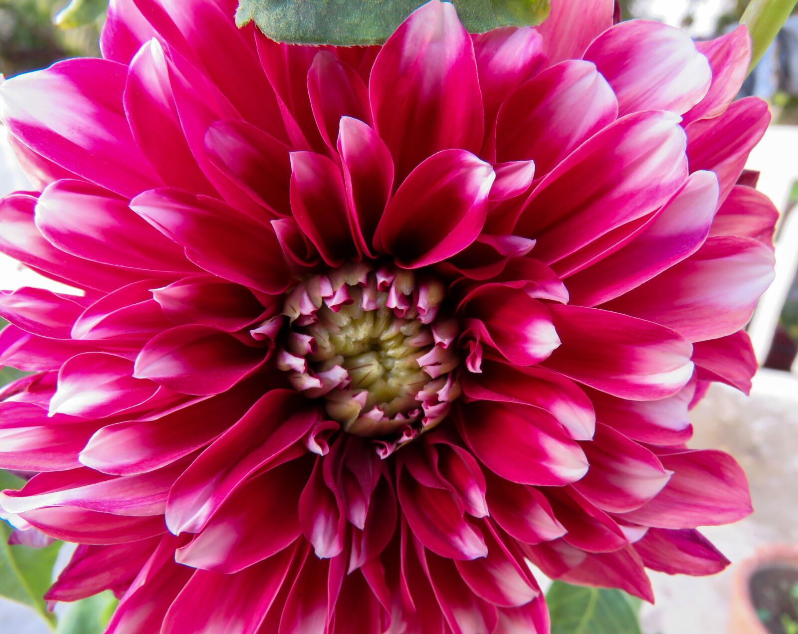 Canon PowerShot SX60 HS sample photo. Purple dahlia, dahlia, flower photography