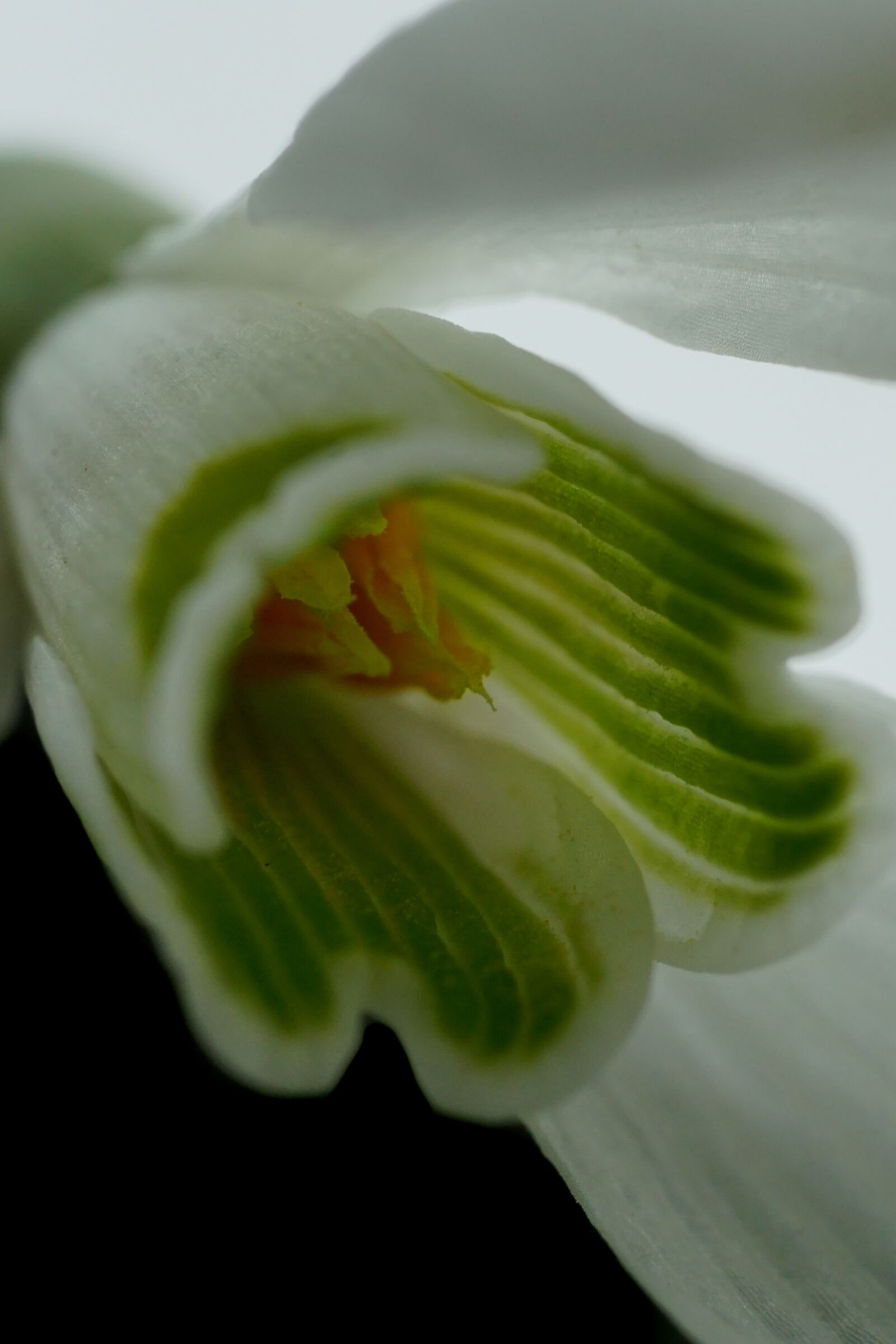 Sony a6000 + Sony FE 90mm F2.8 Macro G OSS sample photo. Flower, snowdrop, close up photography