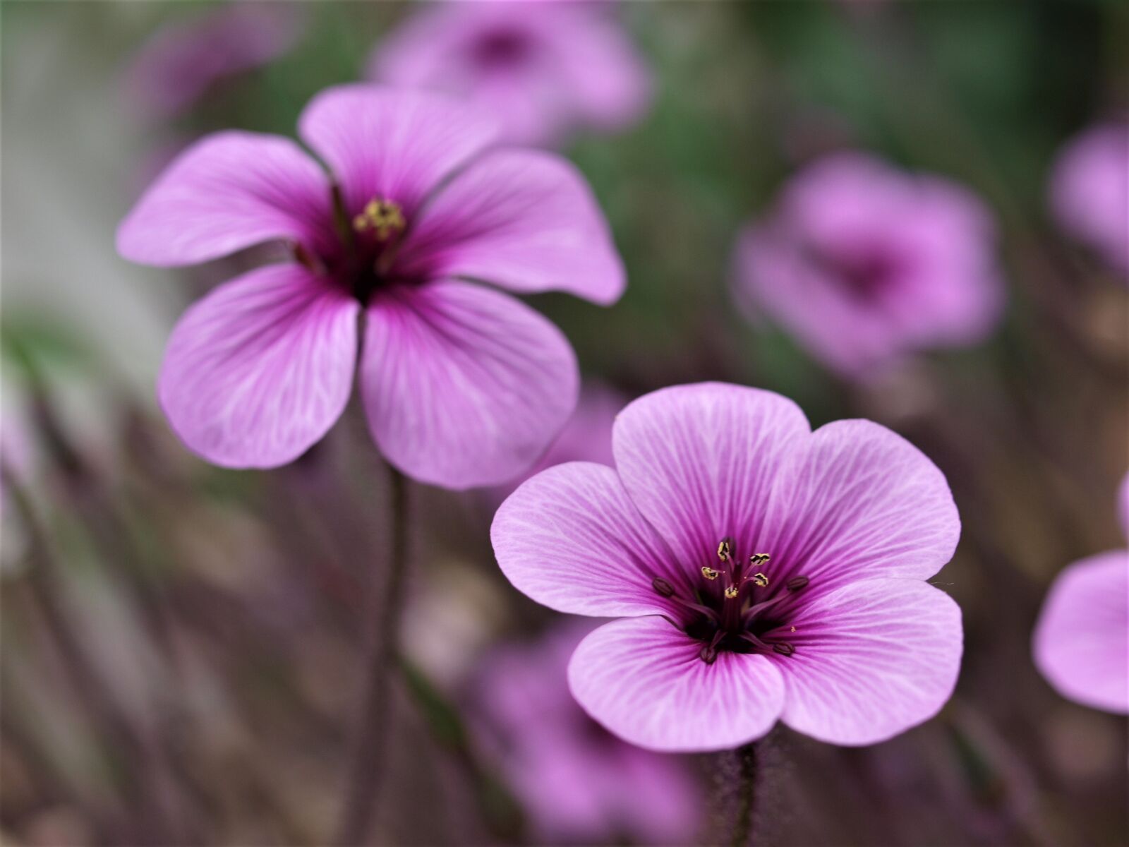 Olympus E-520 (EVOLT E-520) sample photo. Flower, flora, nature photography