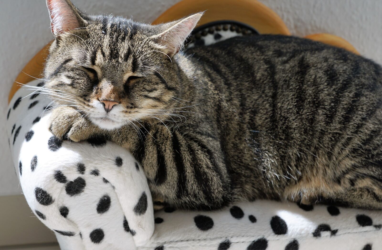 Sony ILCA-77M2 + Sony DT 16-50mm F2.8 SSM sample photo. Cat, sofa, canape photography