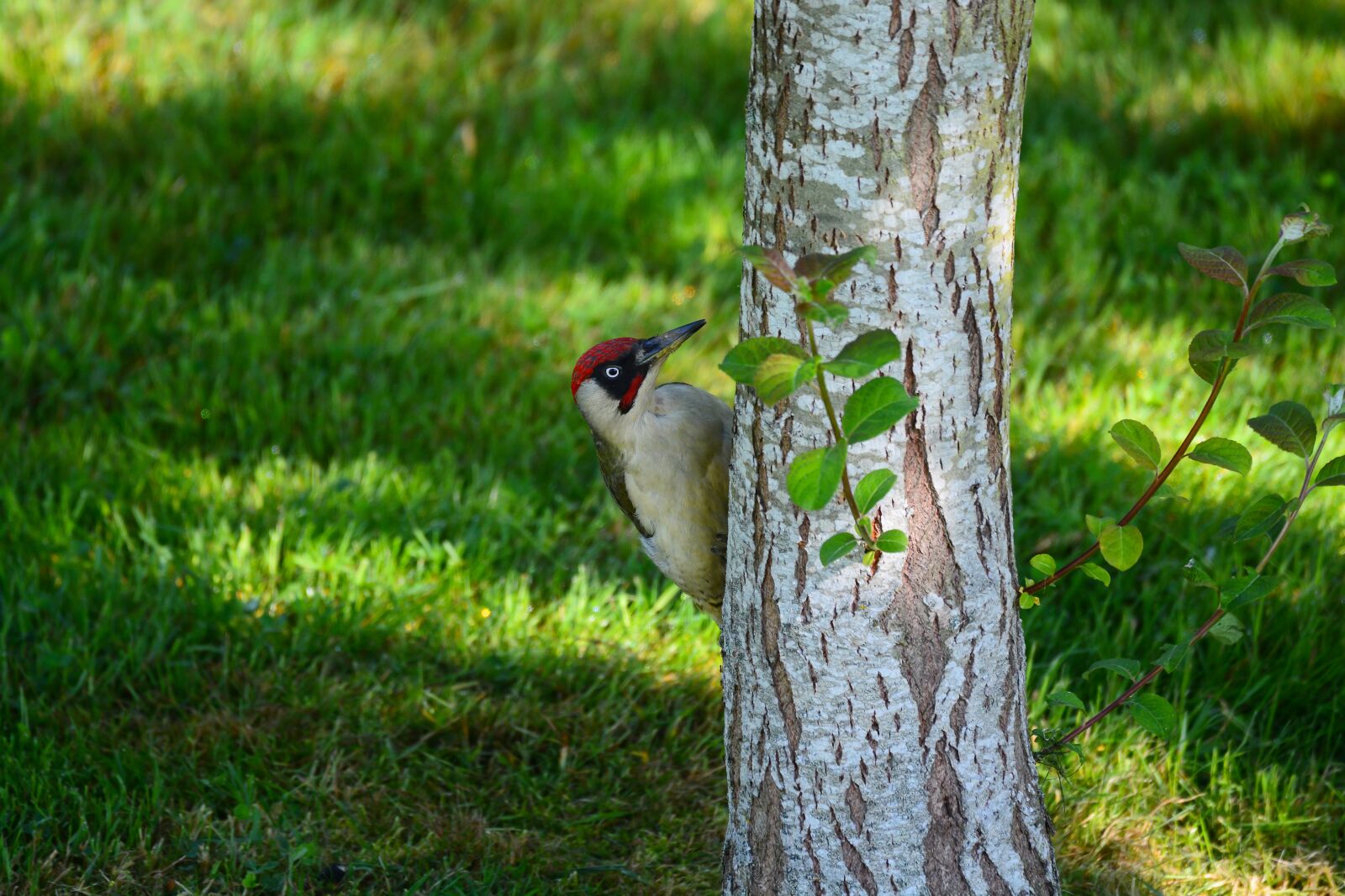 Nikon D7100 sample photo. Green woodpecker, bird, nature photography