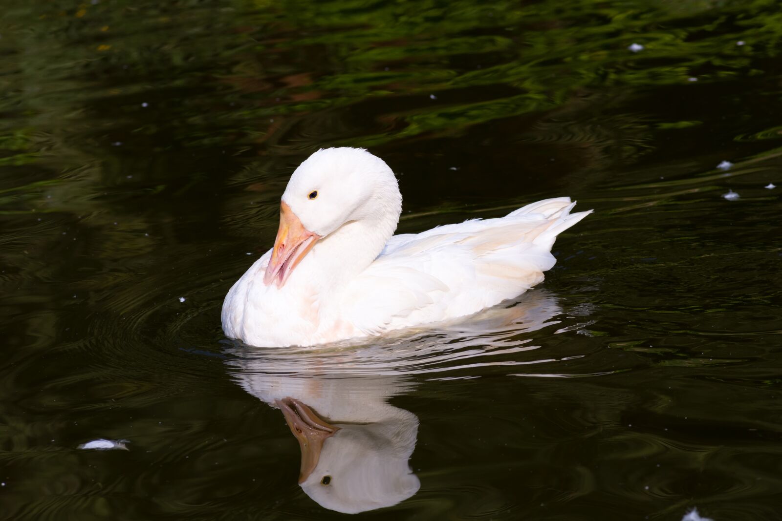 Nikon D7200 sample photo. Swan, lake, white photography