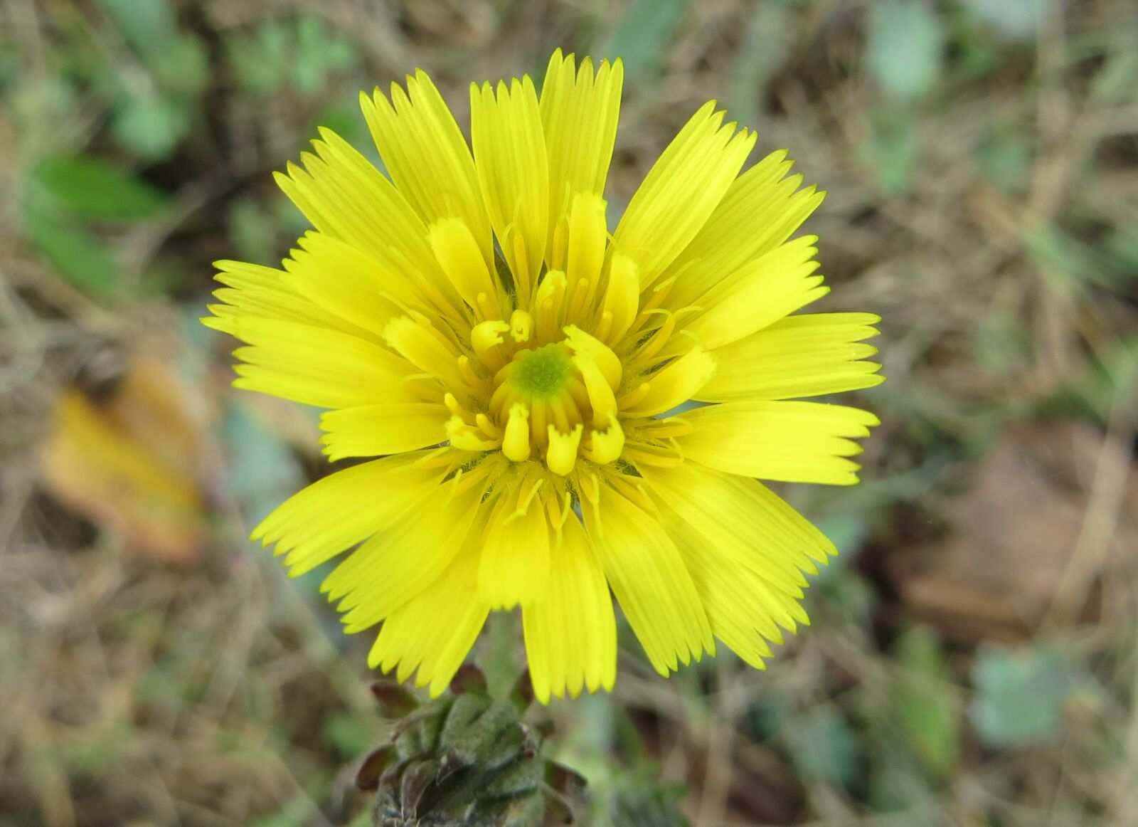Canon PowerShot SX260 HS sample photo. Flower, nature, croatia photography