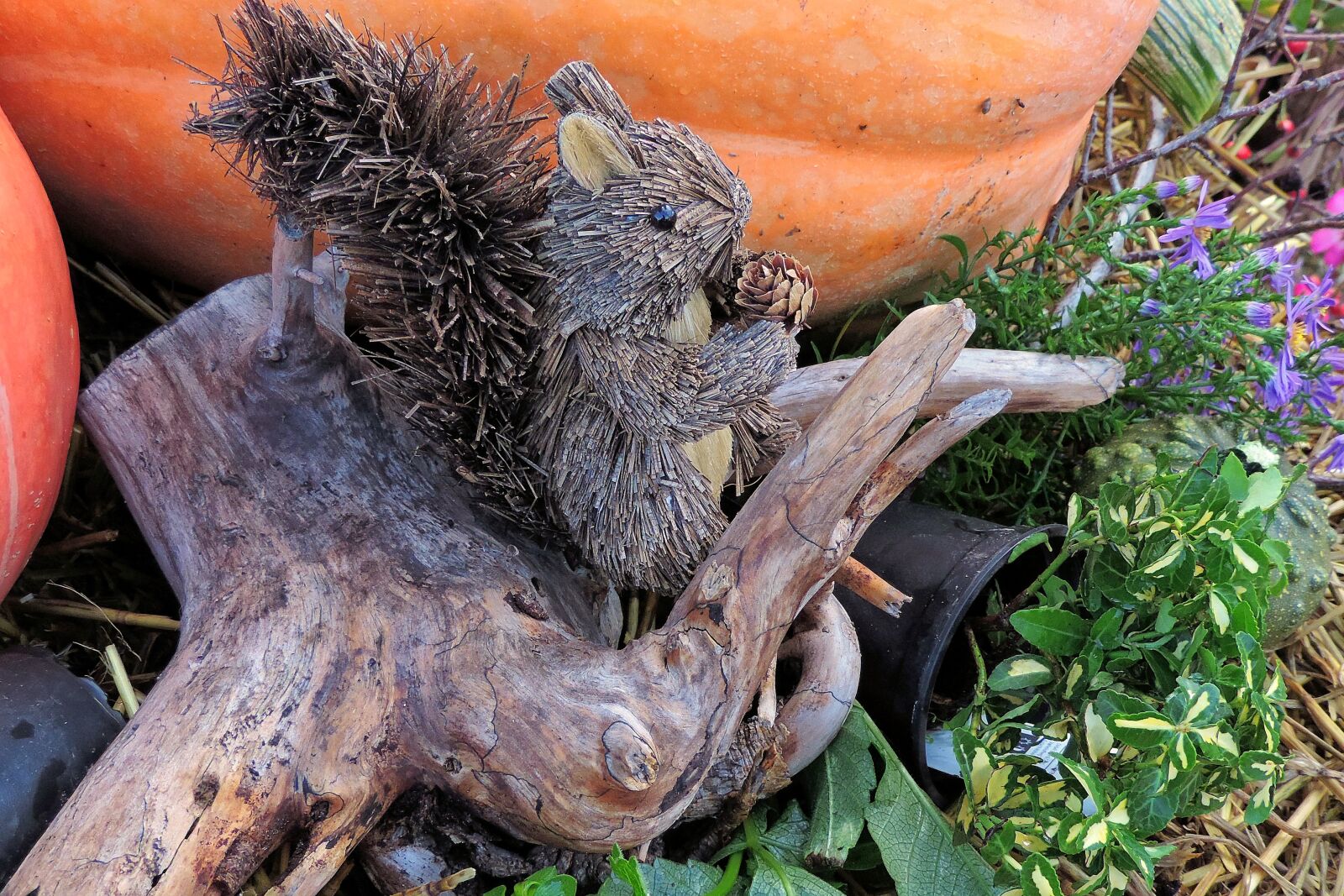 Nikon Coolpix P520 sample photo. Thanksgiving, root, straw effigy photography