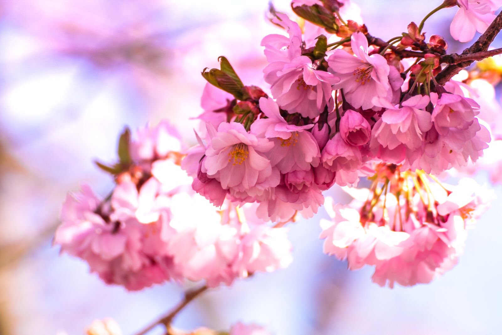 Canon EOS 550D (EOS Rebel T2i / EOS Kiss X4) sample photo. Bloom, blossom, blur photography