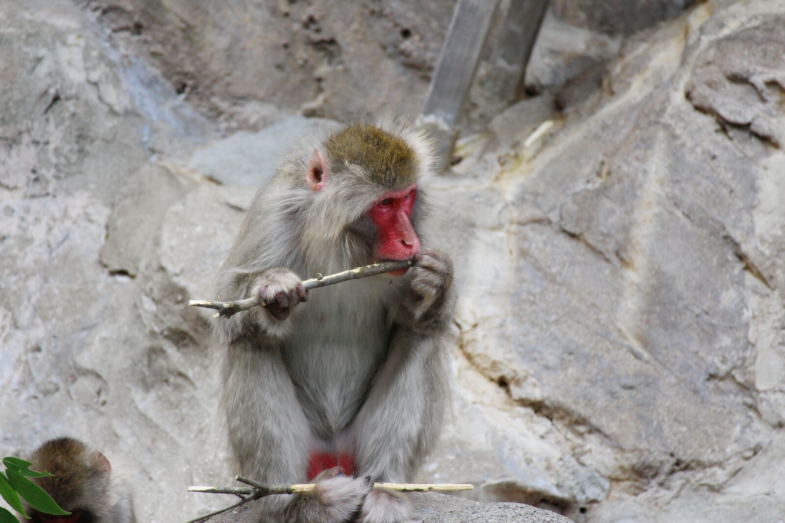 Canon EOS M2 sample photo. Monkey, animal, zoo photography