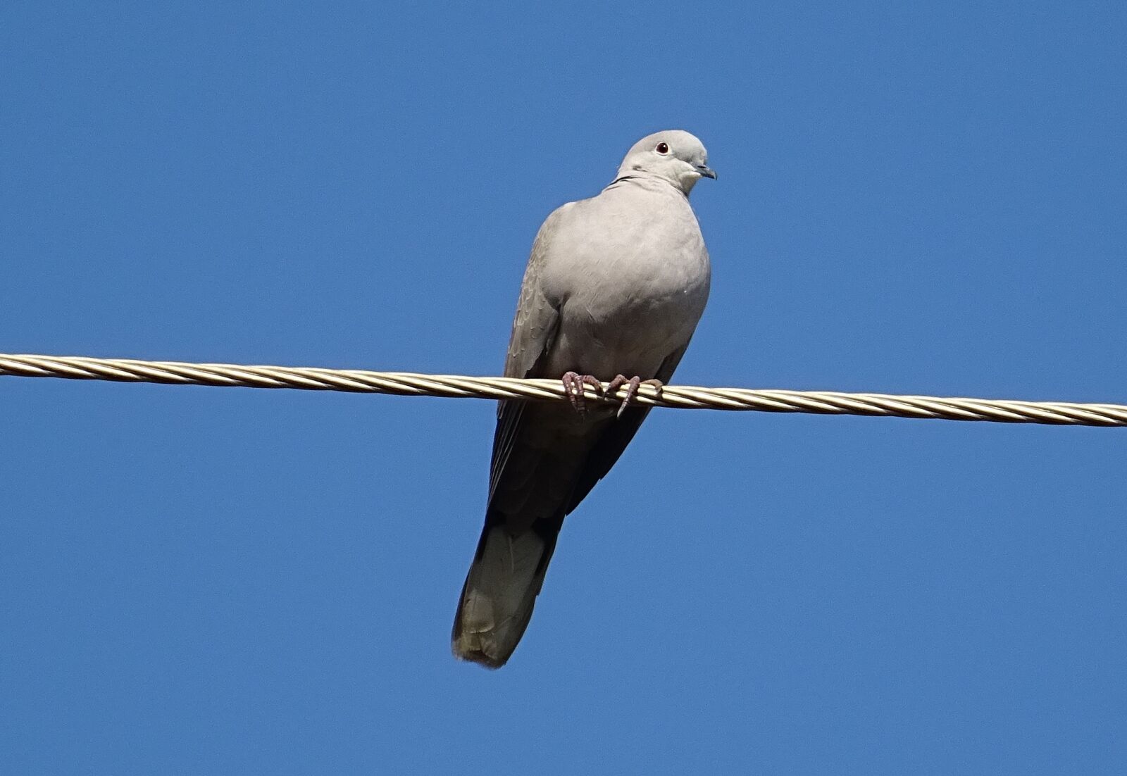 Sony DSC-HX60V sample photo. Bird, dove, eurasian collared photography