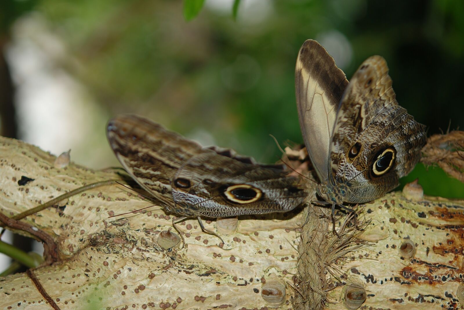 Nikon D80 sample photo. Butterflies, morpho peleides, animal photography
