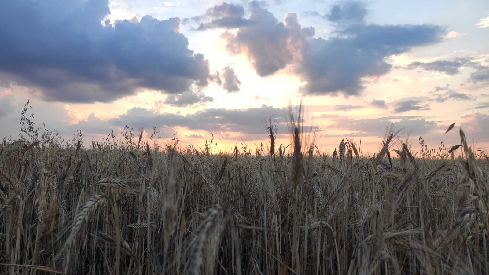 Xiaomi Mi 9 Lite sample photo. Field, nature, sunset photography
