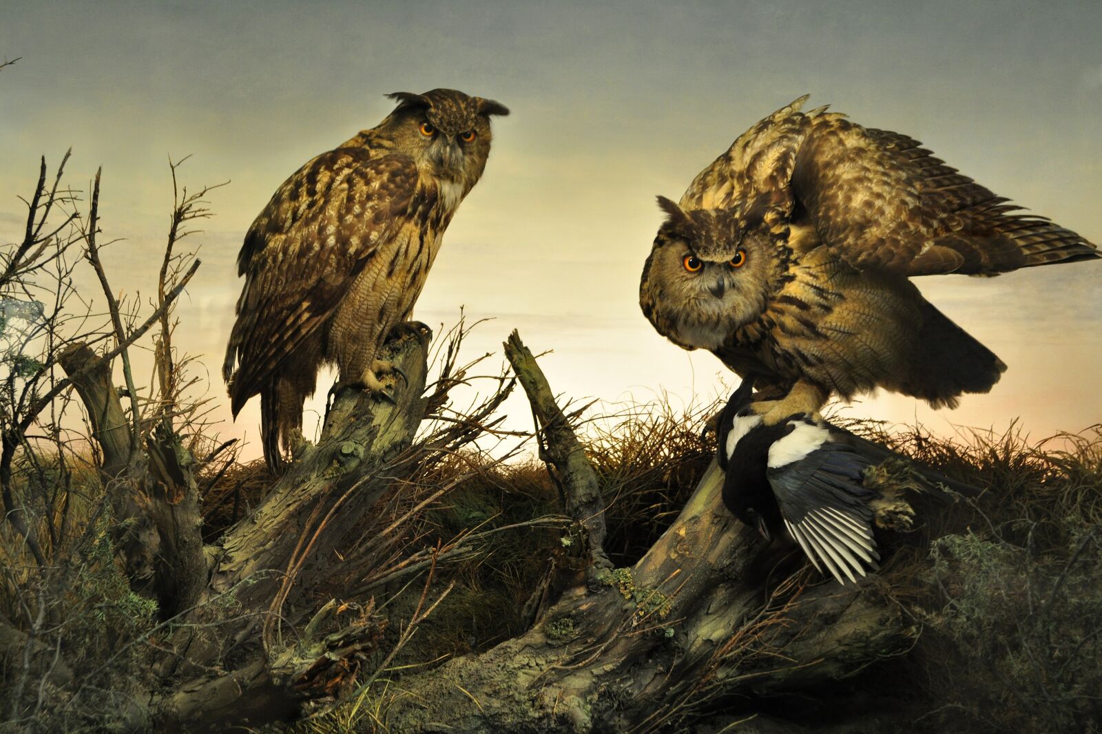 Nikon D5000 sample photo. Owl, owls, sunset photography