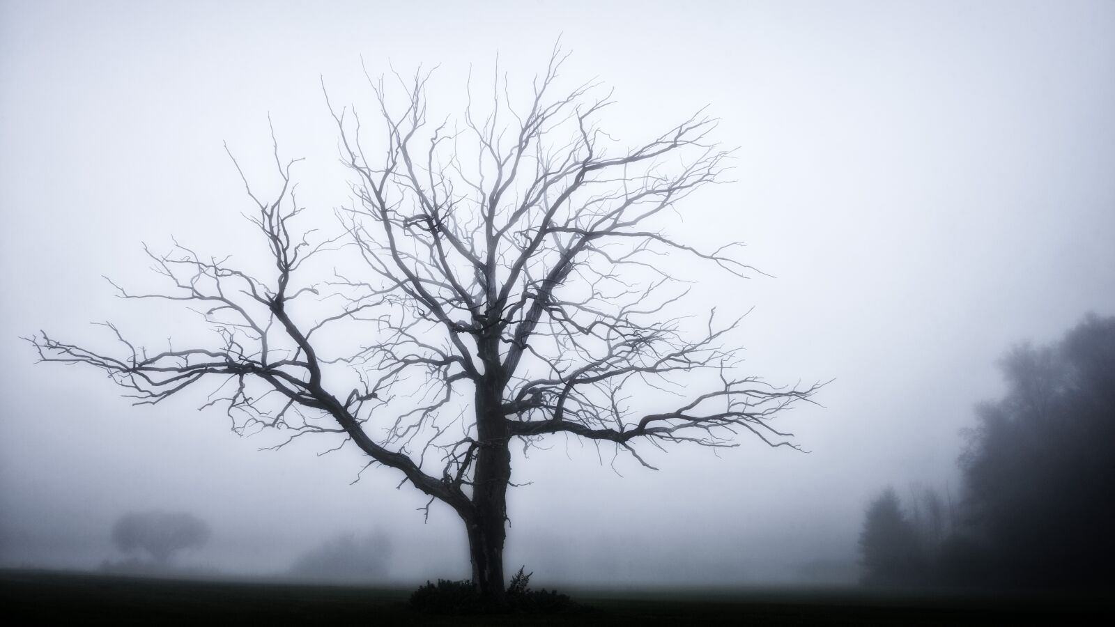Sony a7 sample photo. Tree, fog, grey photography