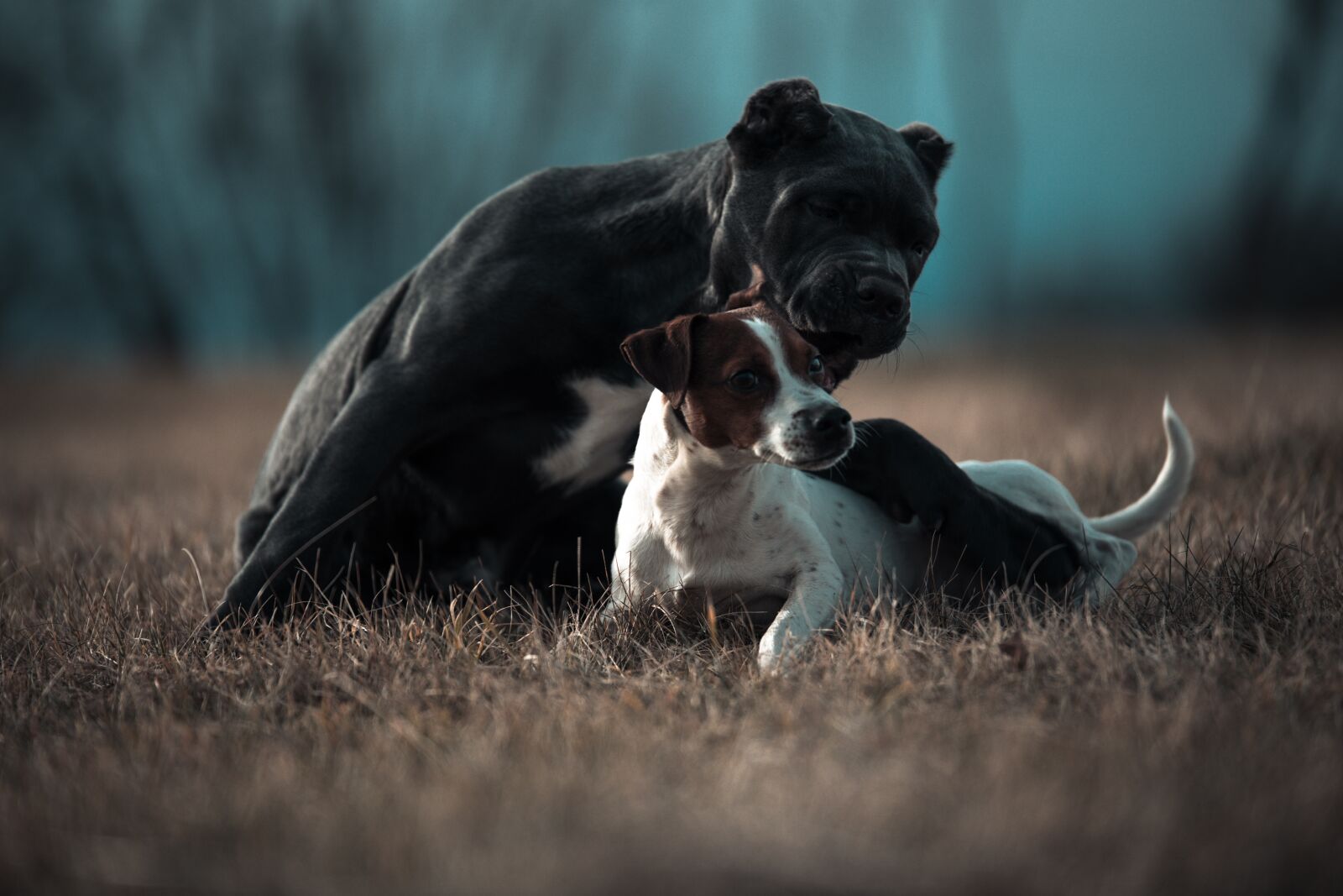 Canon EOS 6D sample photo. Bandog, puppy, blue eyes photography