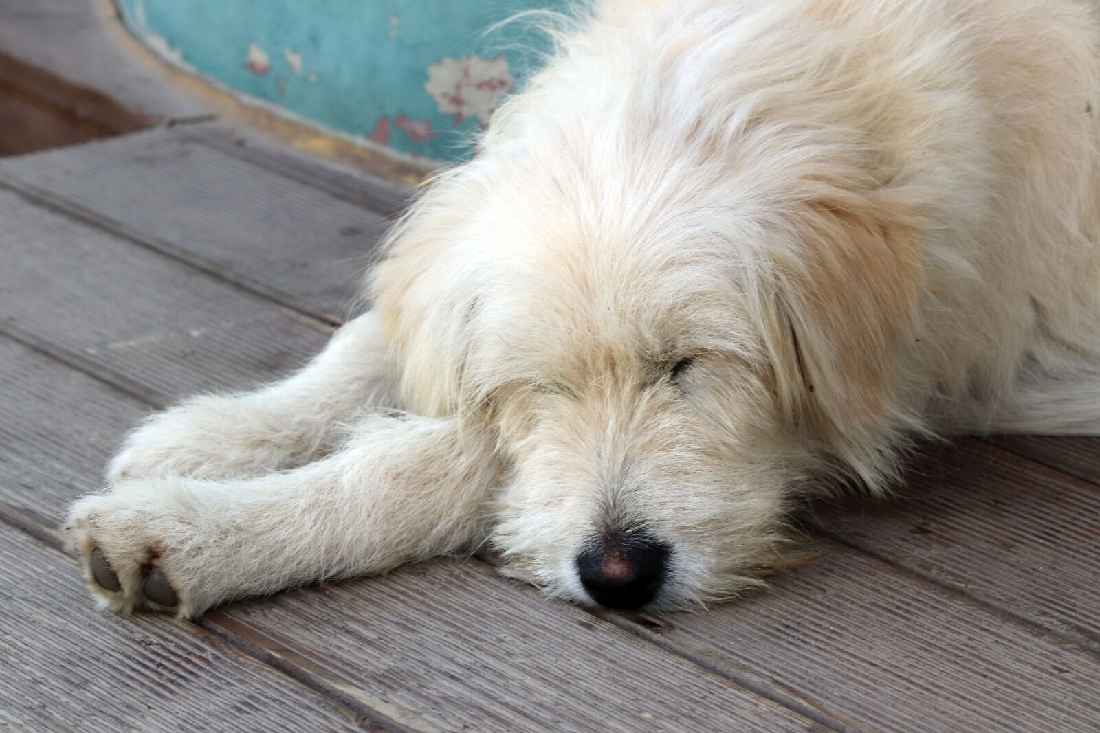 Canon EOS 800D (EOS Rebel T7i / EOS Kiss X9i) sample photo. Proverbs, dog, cute photography