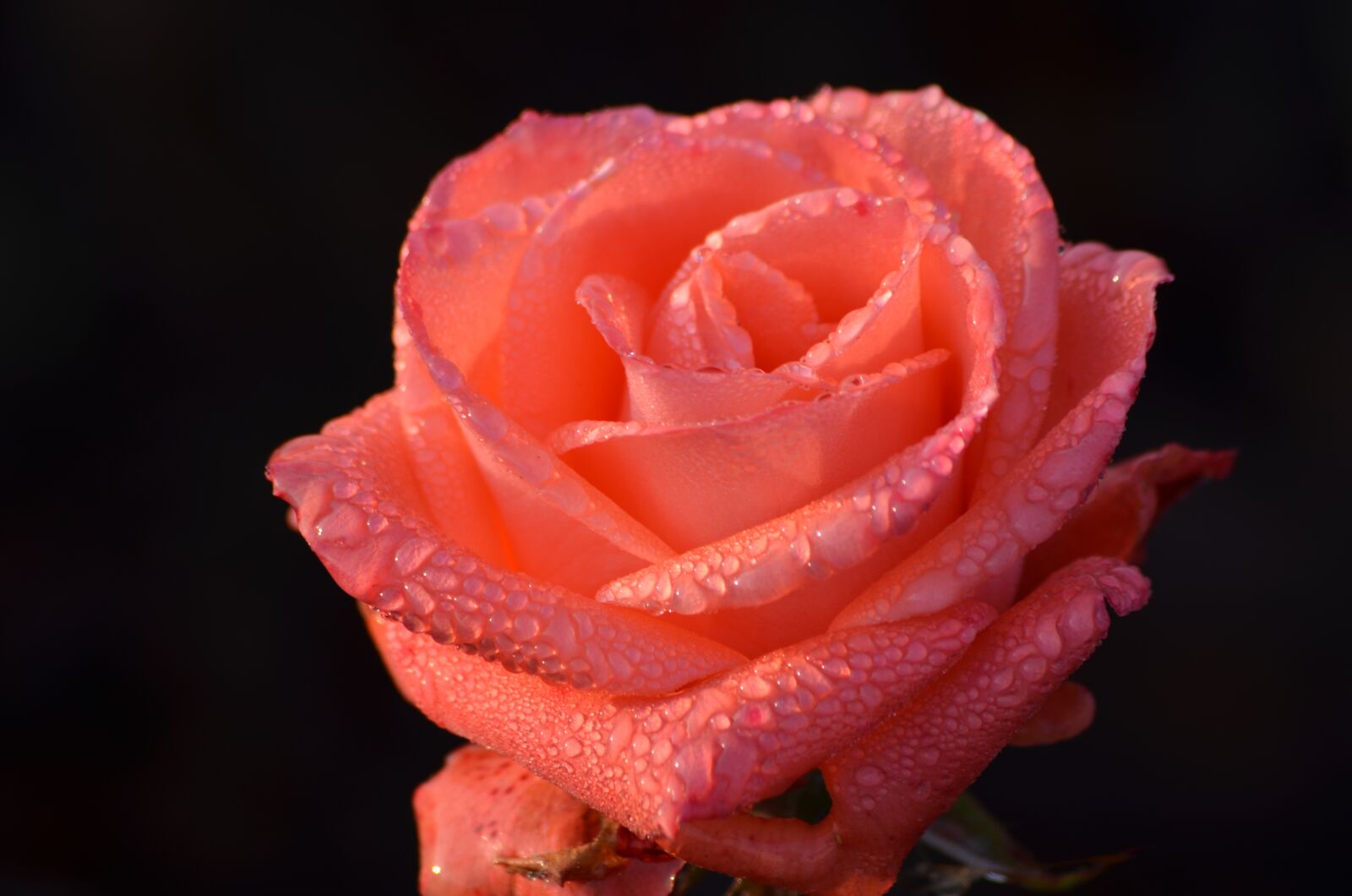 Nikon D7000 sample photo. Rose, rosa, flower photography
