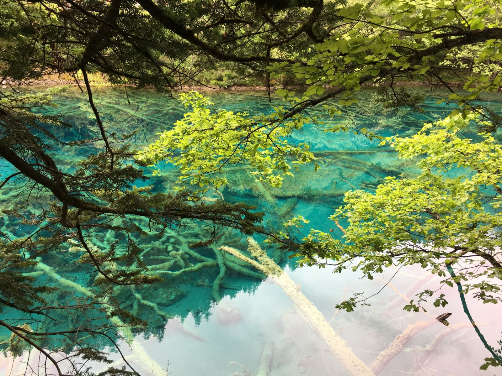 Apple iPhone 6s sample photo. Jiuzhaigou, sichuan, the scenery photography
