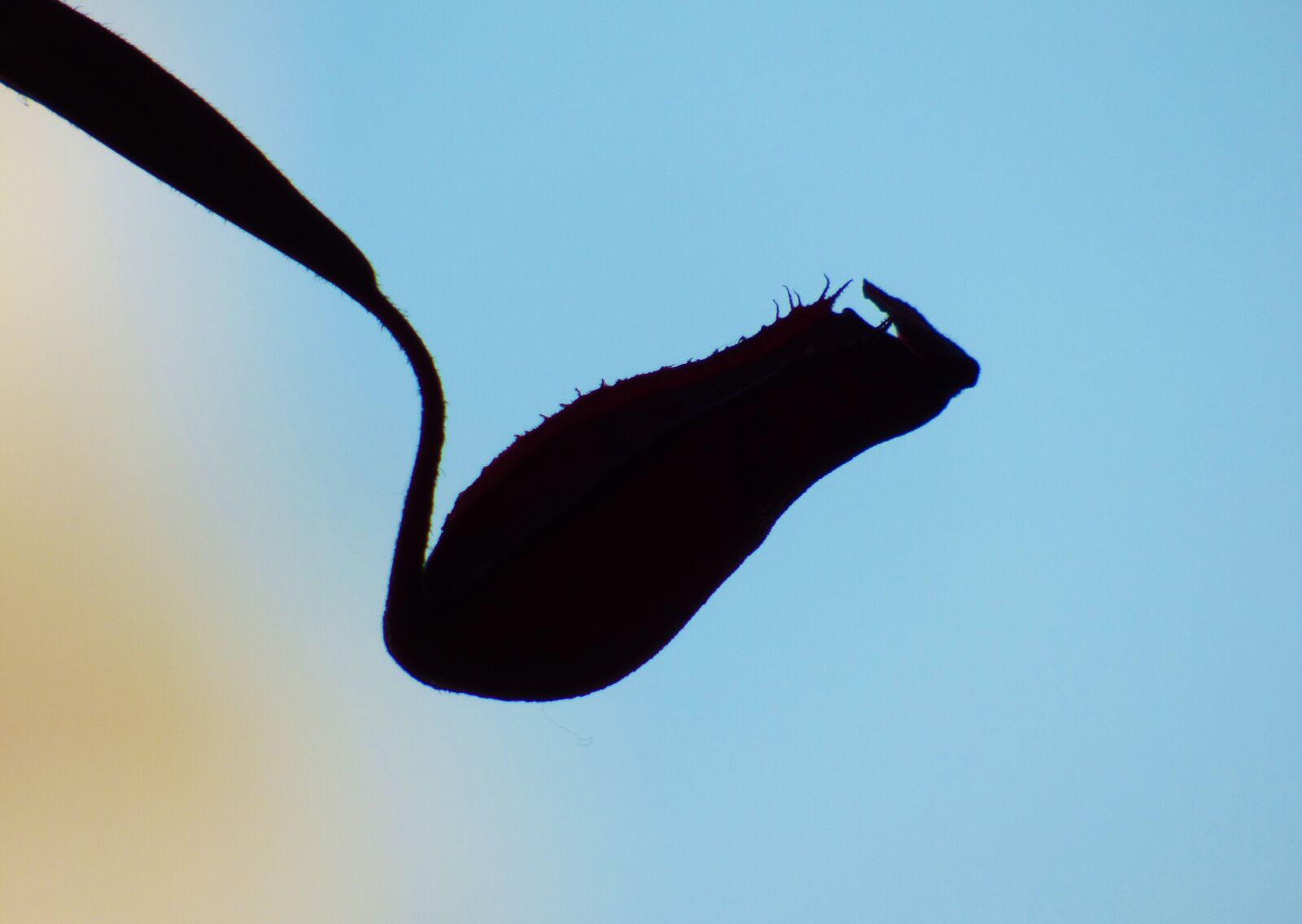 Panasonic Lumix DMC-FZ70 sample photo. Carnivorous, plant, silhouette photography