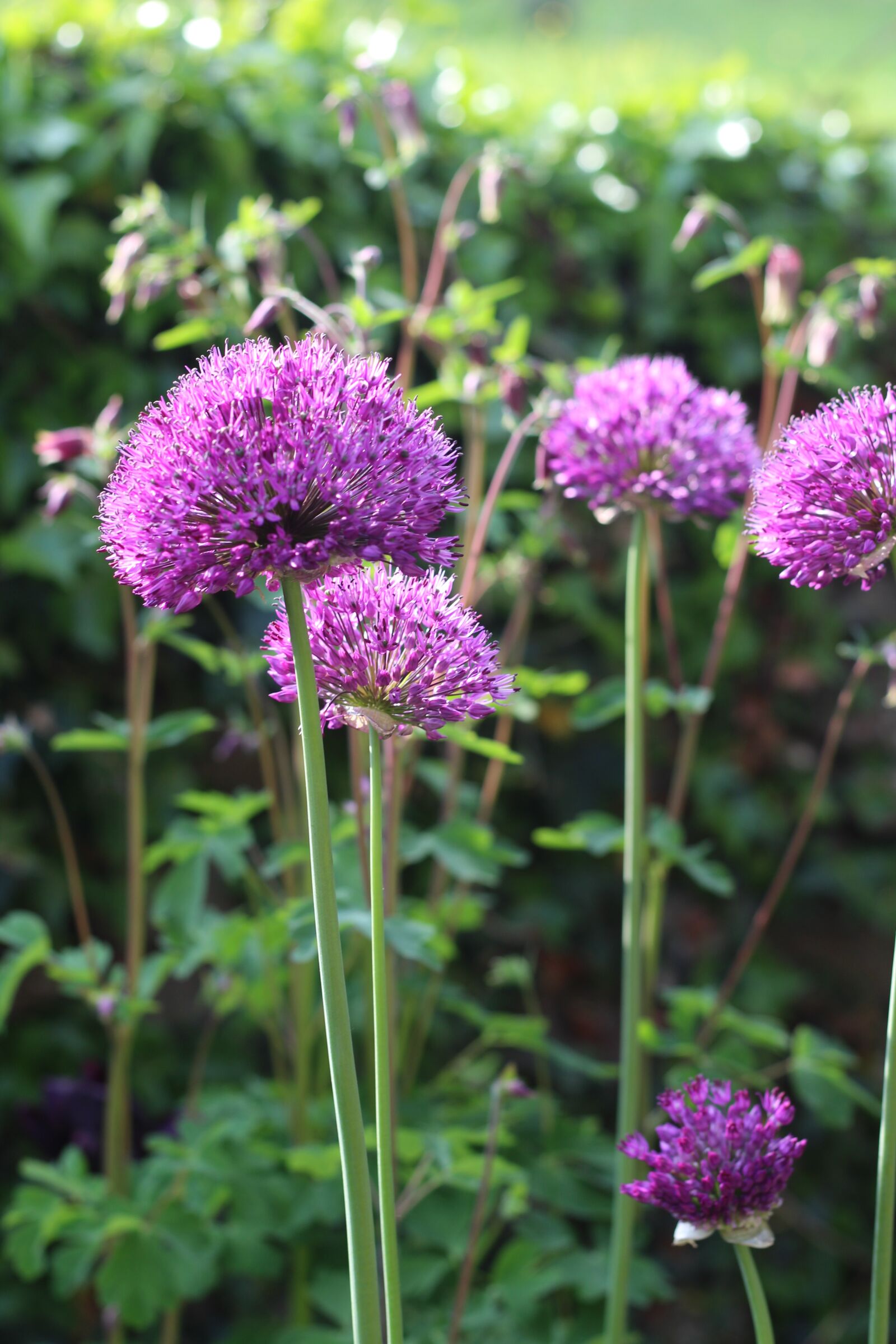 Canon EOS 1300D (EOS Rebel T6 / EOS Kiss X80) + Canon EF 50mm F1.8 STM sample photo. Allium, purple, flower photography