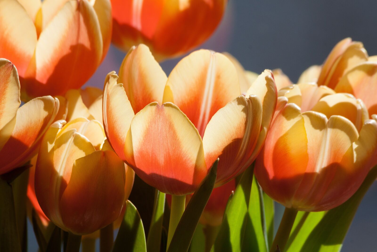 Canon EOS 50D sample photo. Tulip, spring flower, flower photography