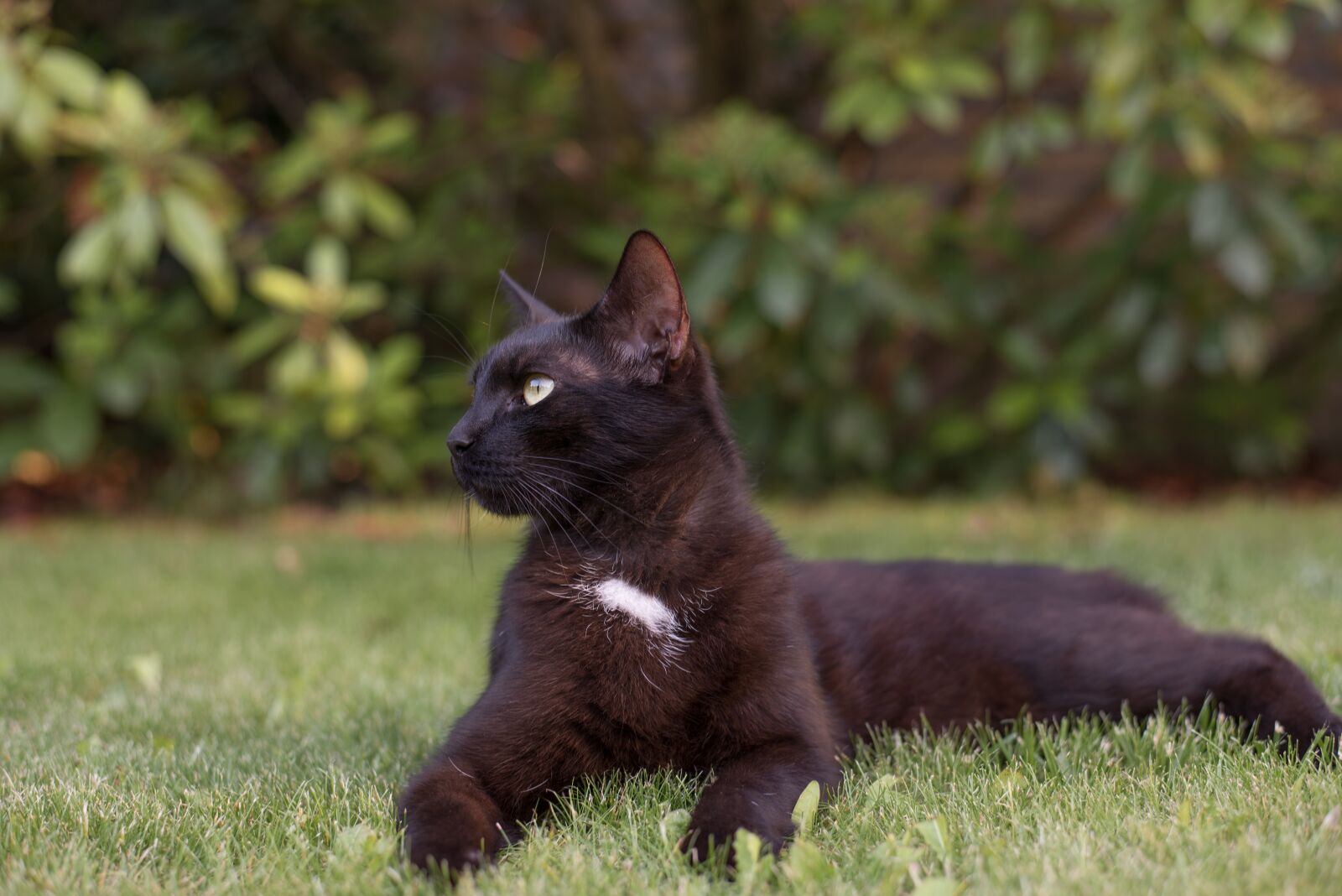 Nikon D750 sample photo. Kitten, cat, black cat photography