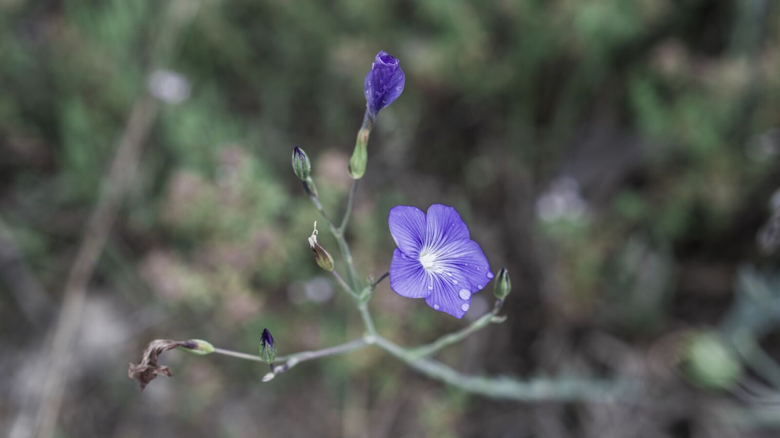 Sony a6000 sample photo. Flowers, blue, petals photography
