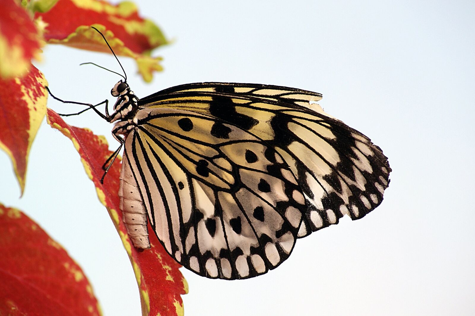 Sony Alpha DSLR-A300 sample photo. Butterfly, paper kite, macro photography