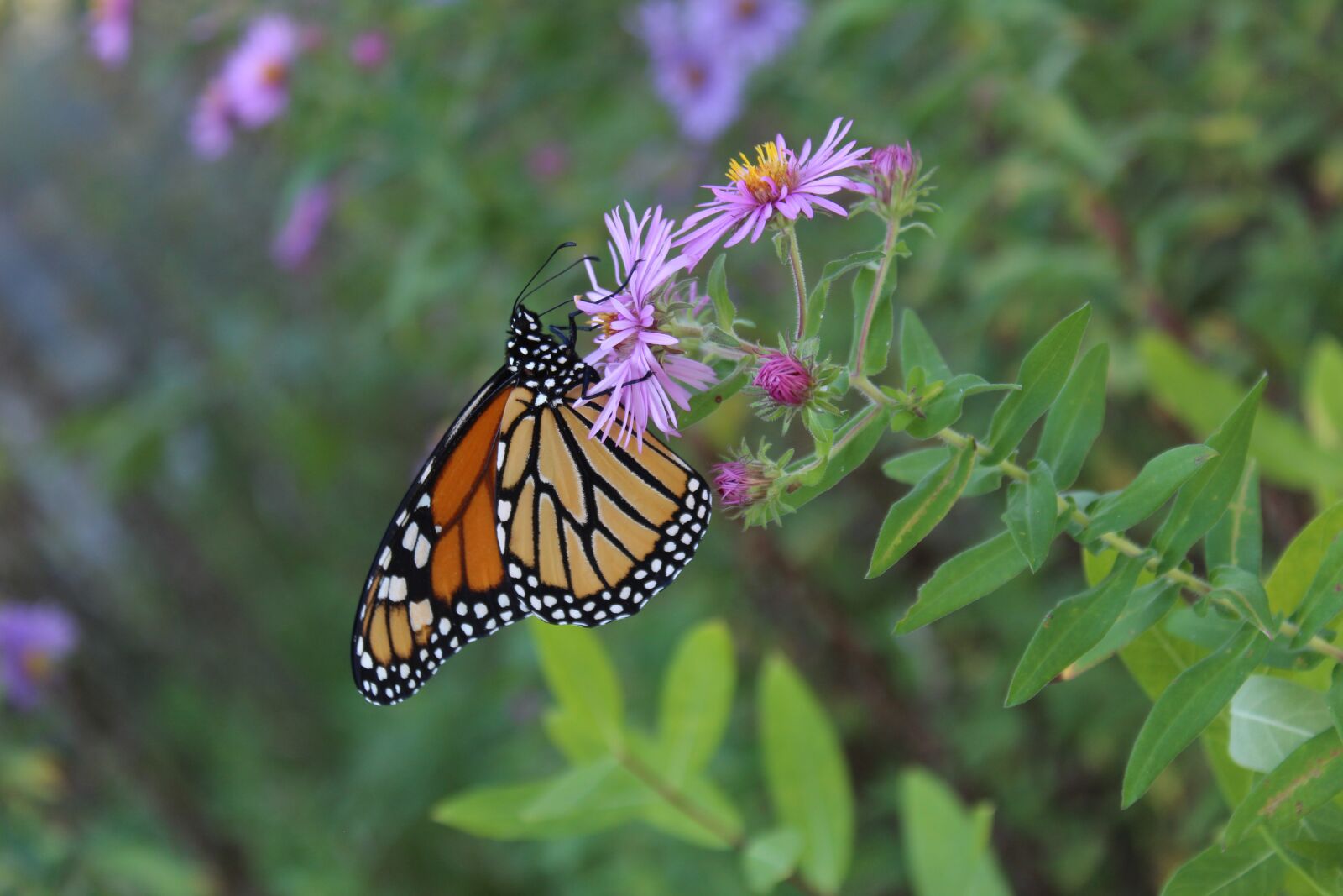 Canon EOS 1300D (EOS Rebel T6 / EOS Kiss X80) sample photo. Butterfly, monarch, flower photography
